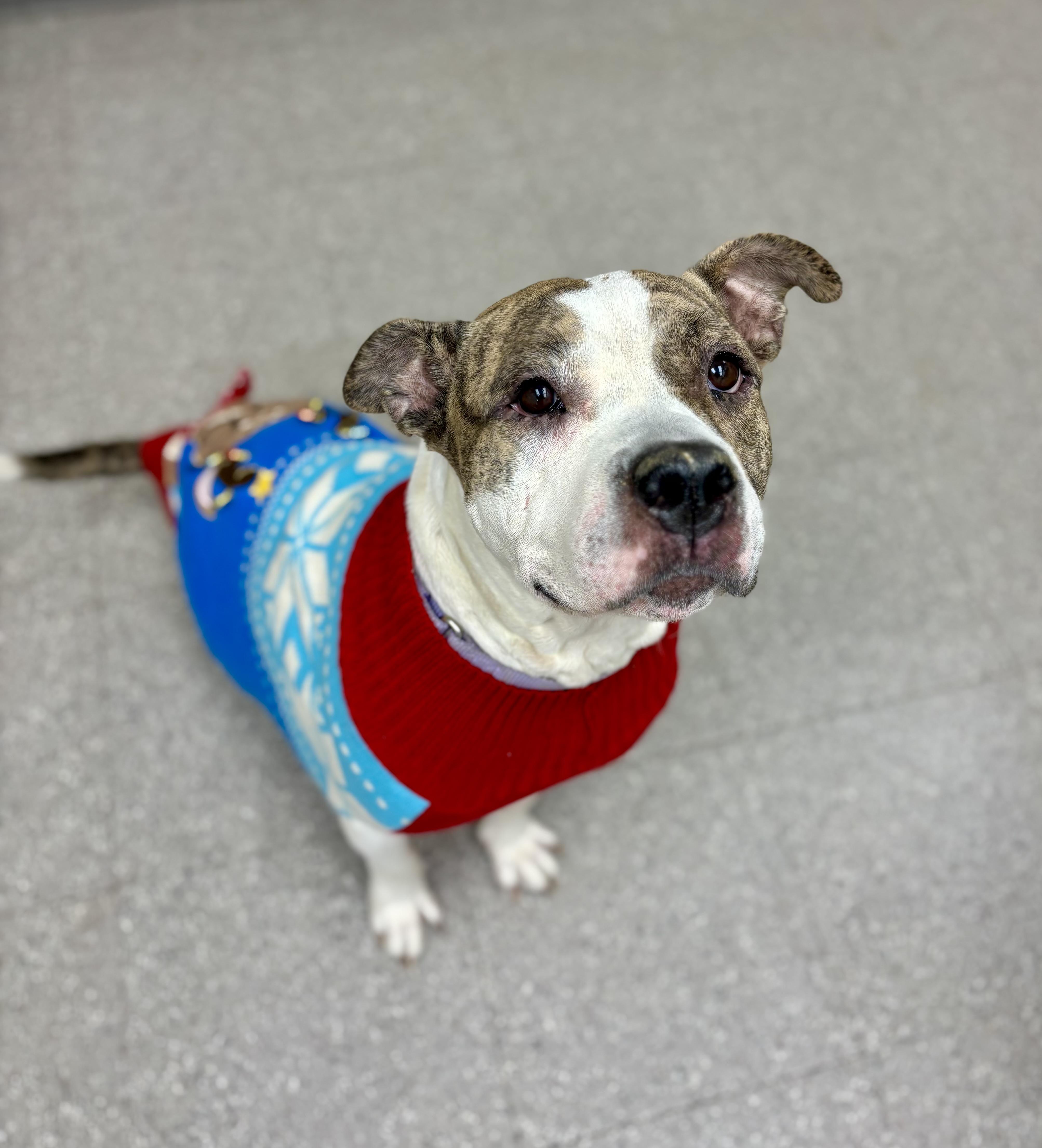 Ruby Sue, an adoptable Terrier in Jamesville, NY, 13078 | Photo Image 3