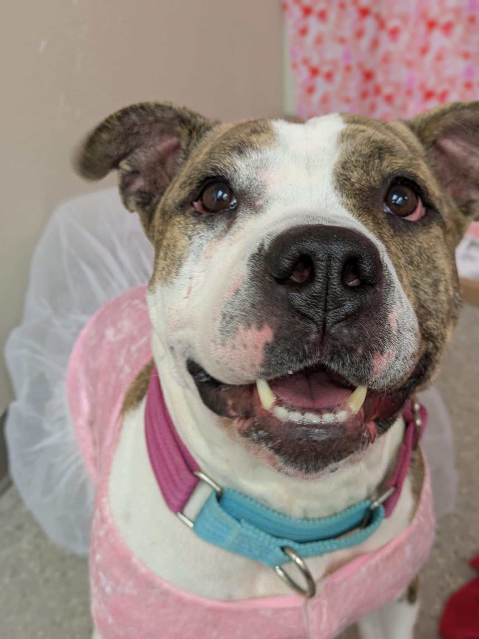 Ruby Sue, a Adoptable mixed breed in Jamesville, NY image 4/5