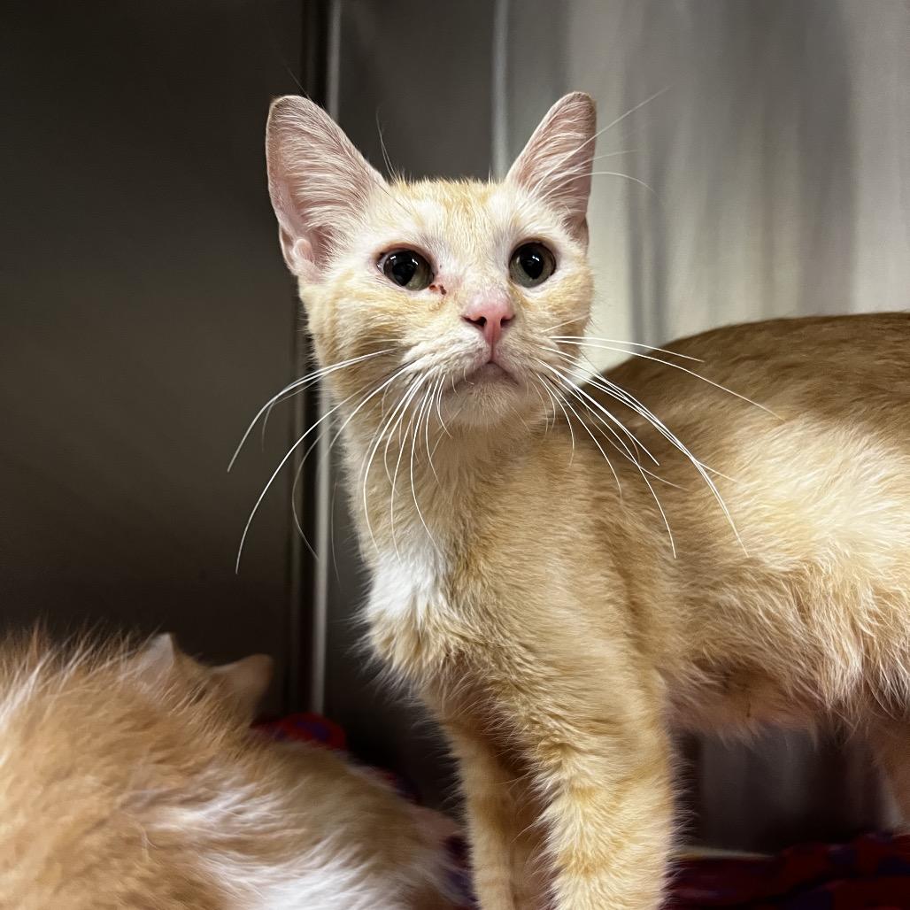 Belle, Adoptable, Adult Female Domestic Short Hair.