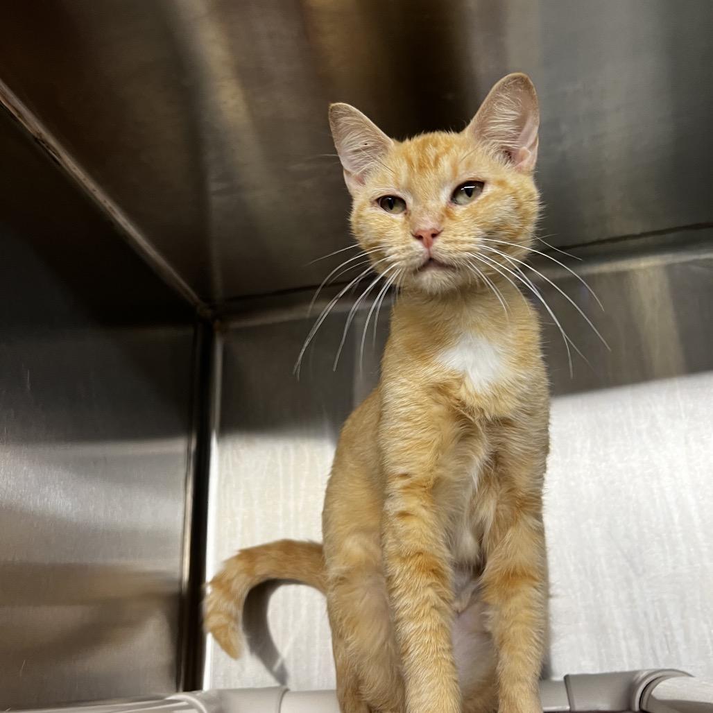 Enlarge Belle, a Adoptable Domestic Short Hair in Harrisville, WV image 2/2