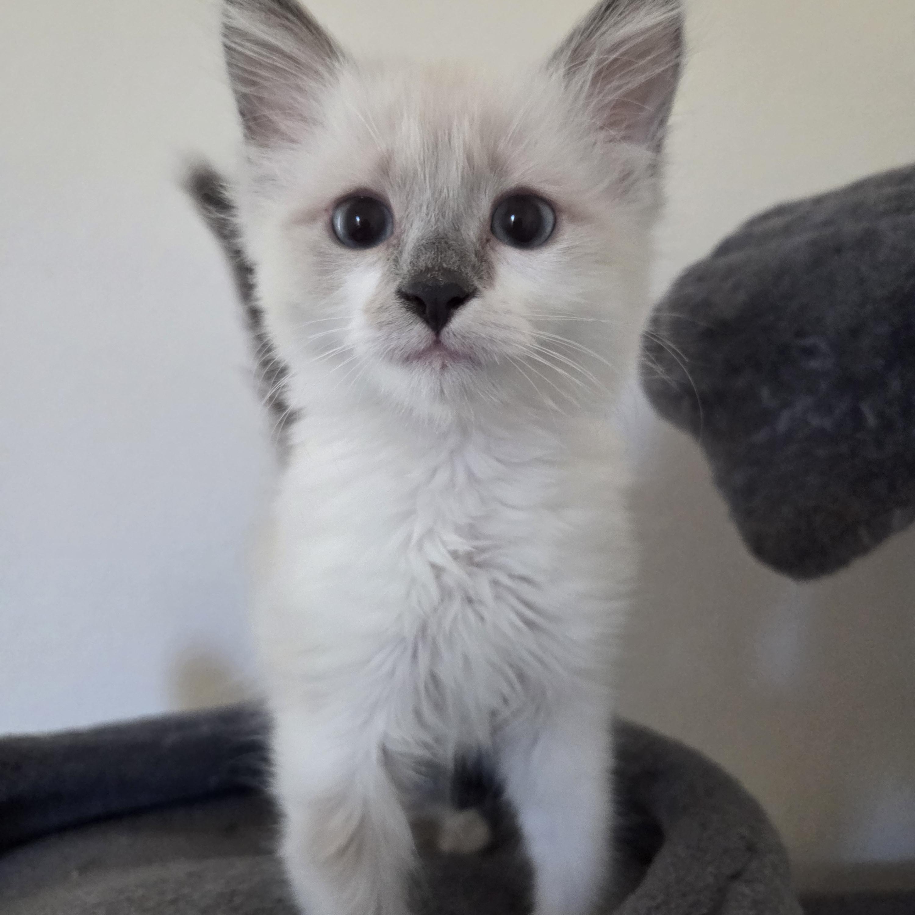 Enlarge Kyle, a Adopted mixed breed in Saugus, CA image 2/2