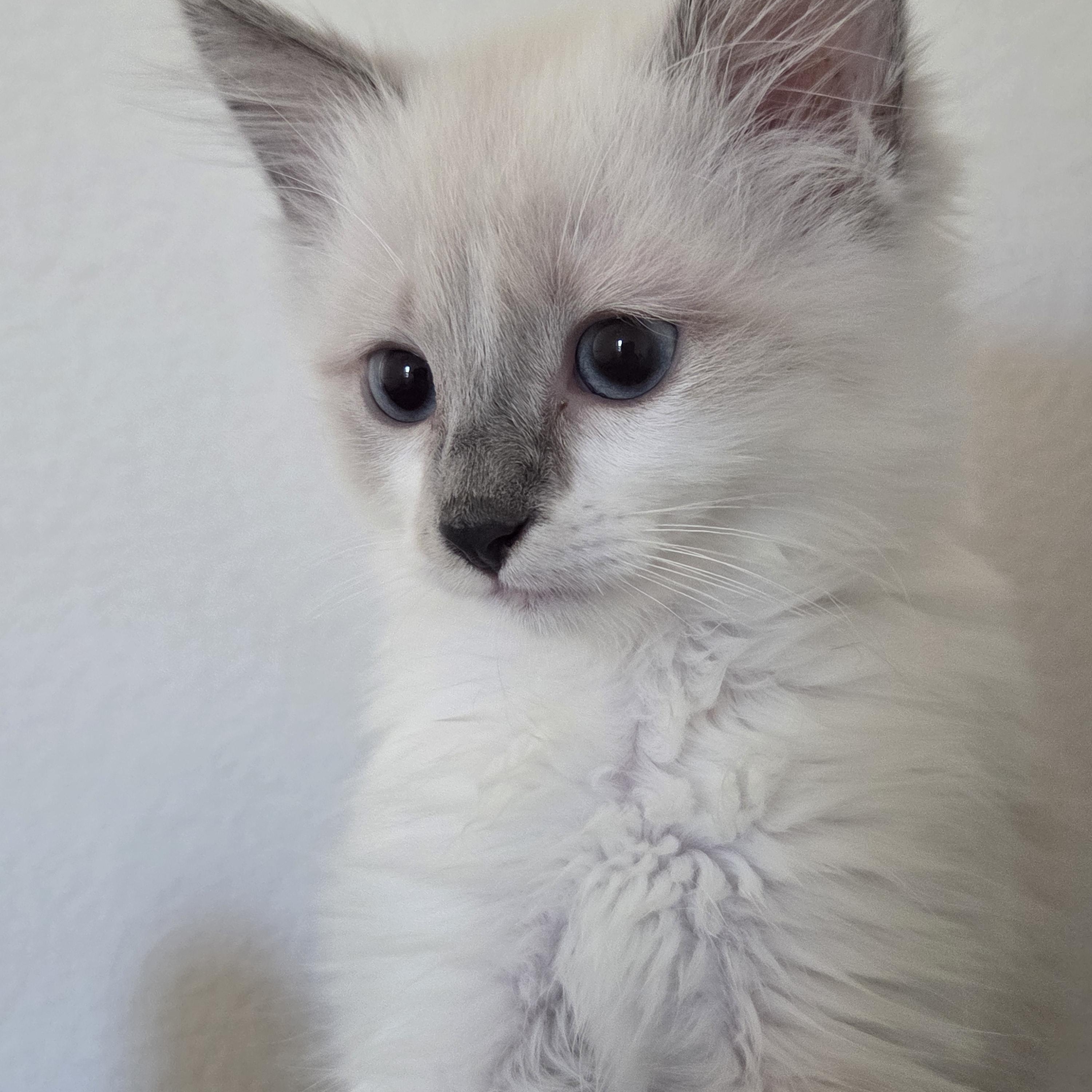 Kyle, Adopted, Kitten Male Ragdoll.