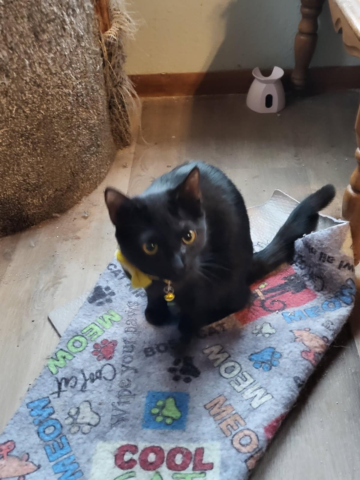 Enlarge Meet Marnie: A Little Bundle of Joy Looking for Her Forever Home, a Adoptable mixed breed in Toledo, OR image 2/2