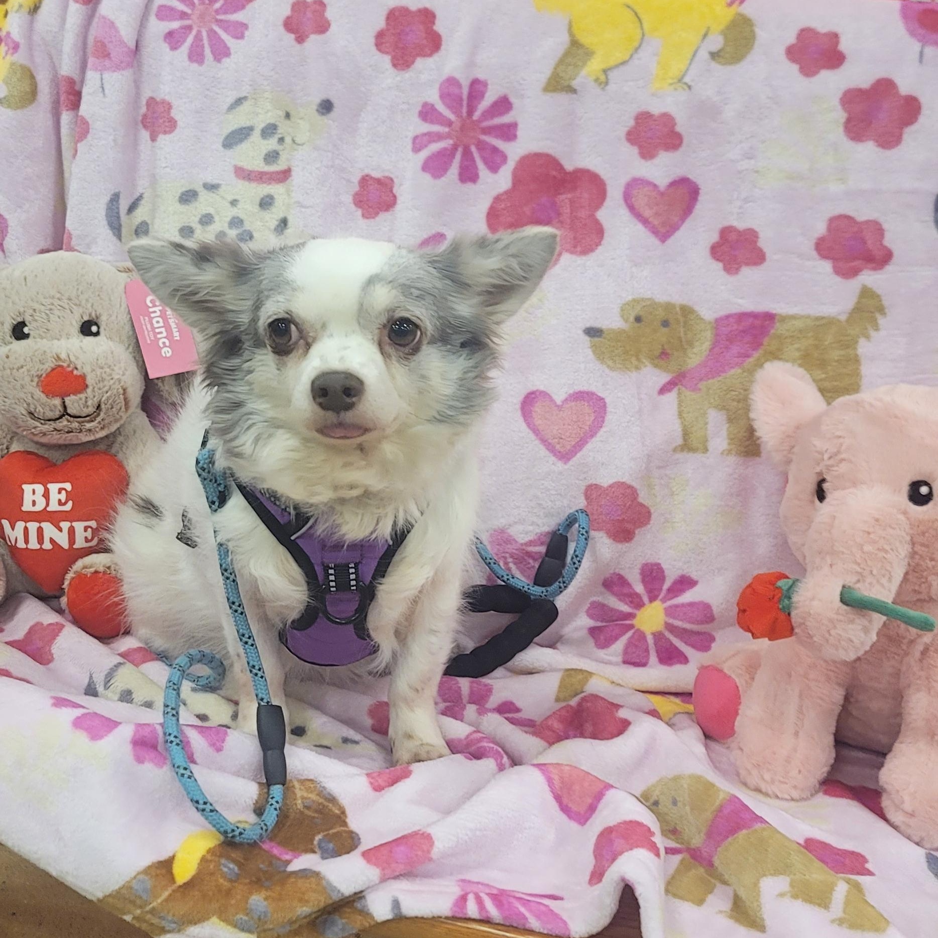 Pierre , ADOPTABLE, Adult Male Pomeranian & Chihuahua.