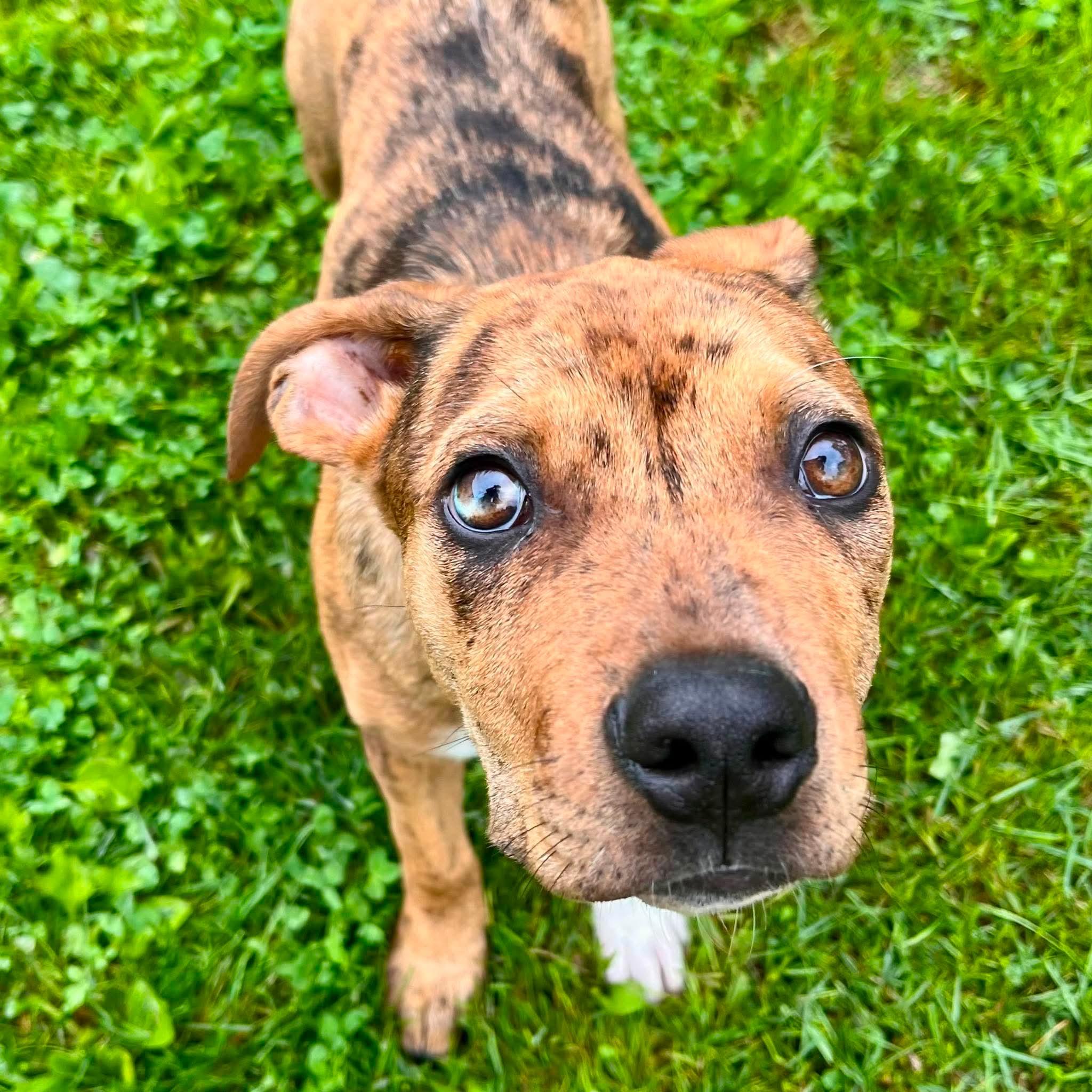 Ritz, ADOPTABLE, Puppy Female Pit Bull Terrier.