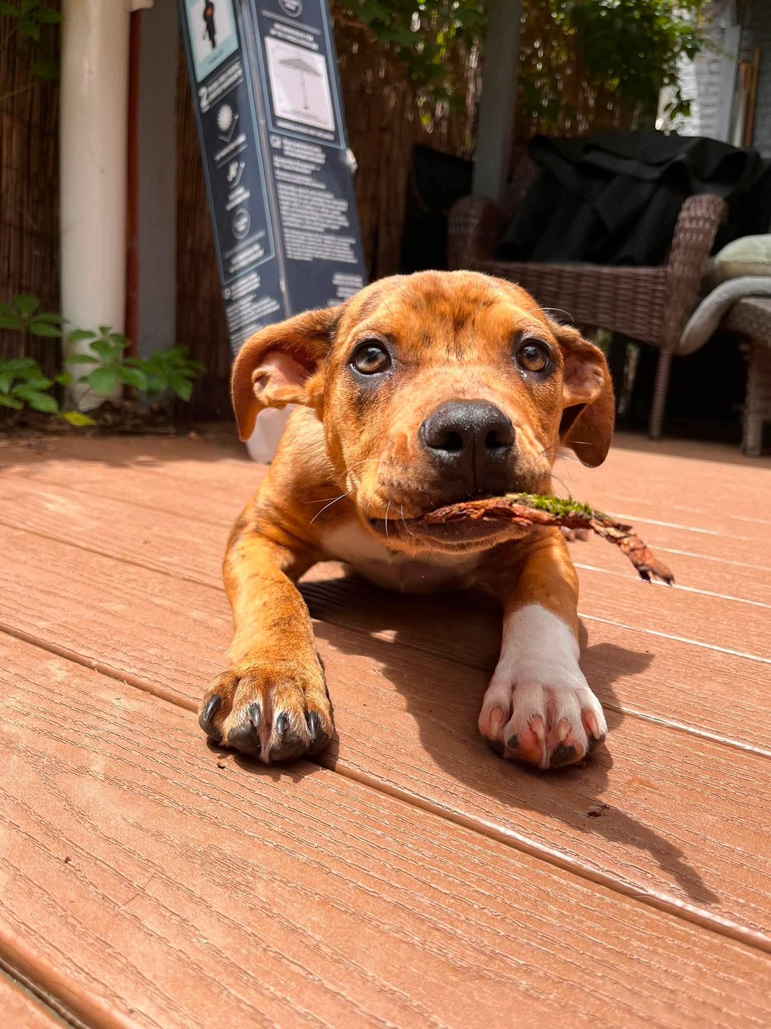 Ritz, a ADOPTABLE mixed breed in Elizabethtown, PA image 4/5