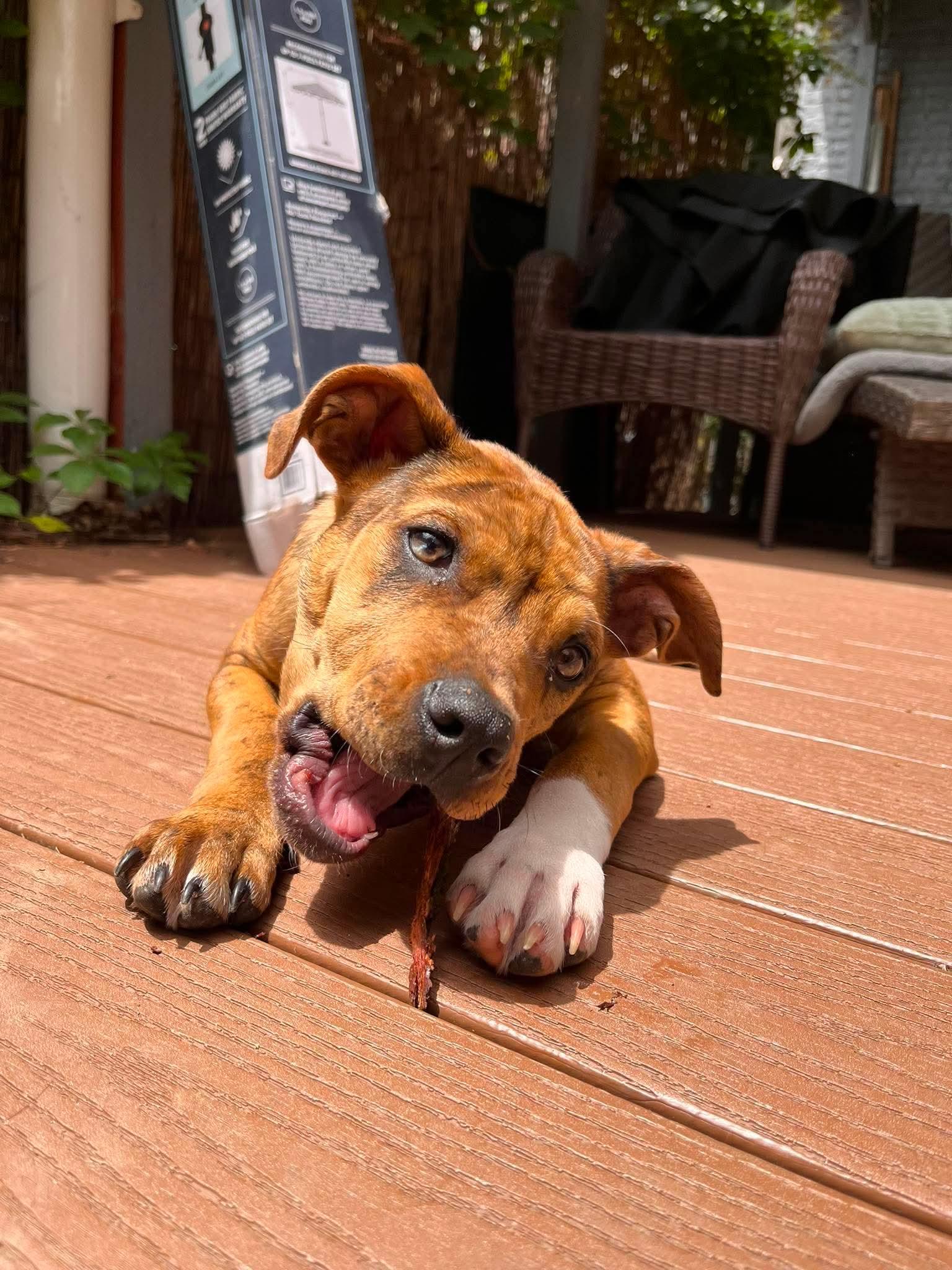 Ritz, a ADOPTABLE mixed breed in Elizabethtown, PA image 5/5