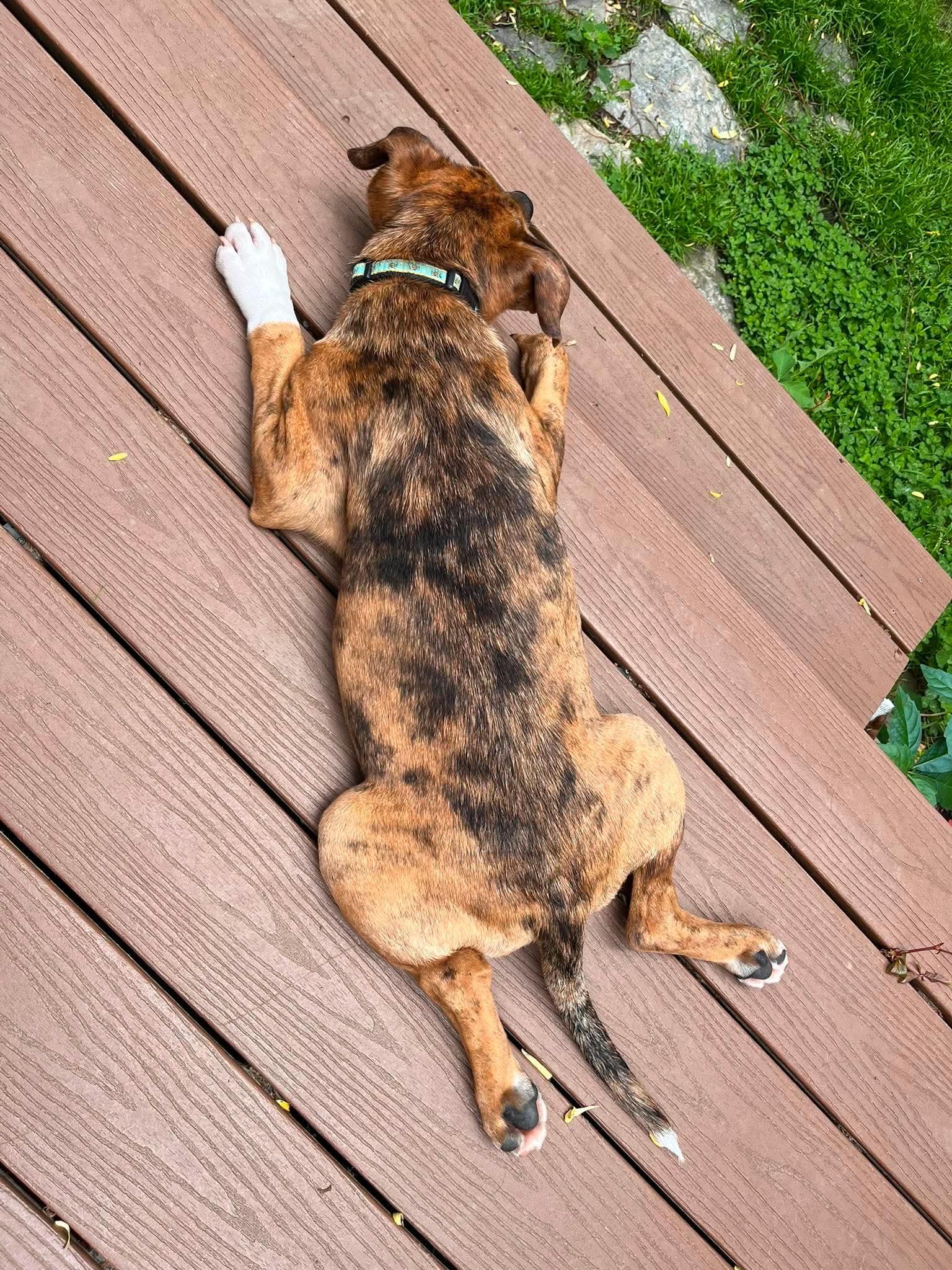Ritz, a ADOPTABLE mixed breed in Elizabethtown, PA image 2/5