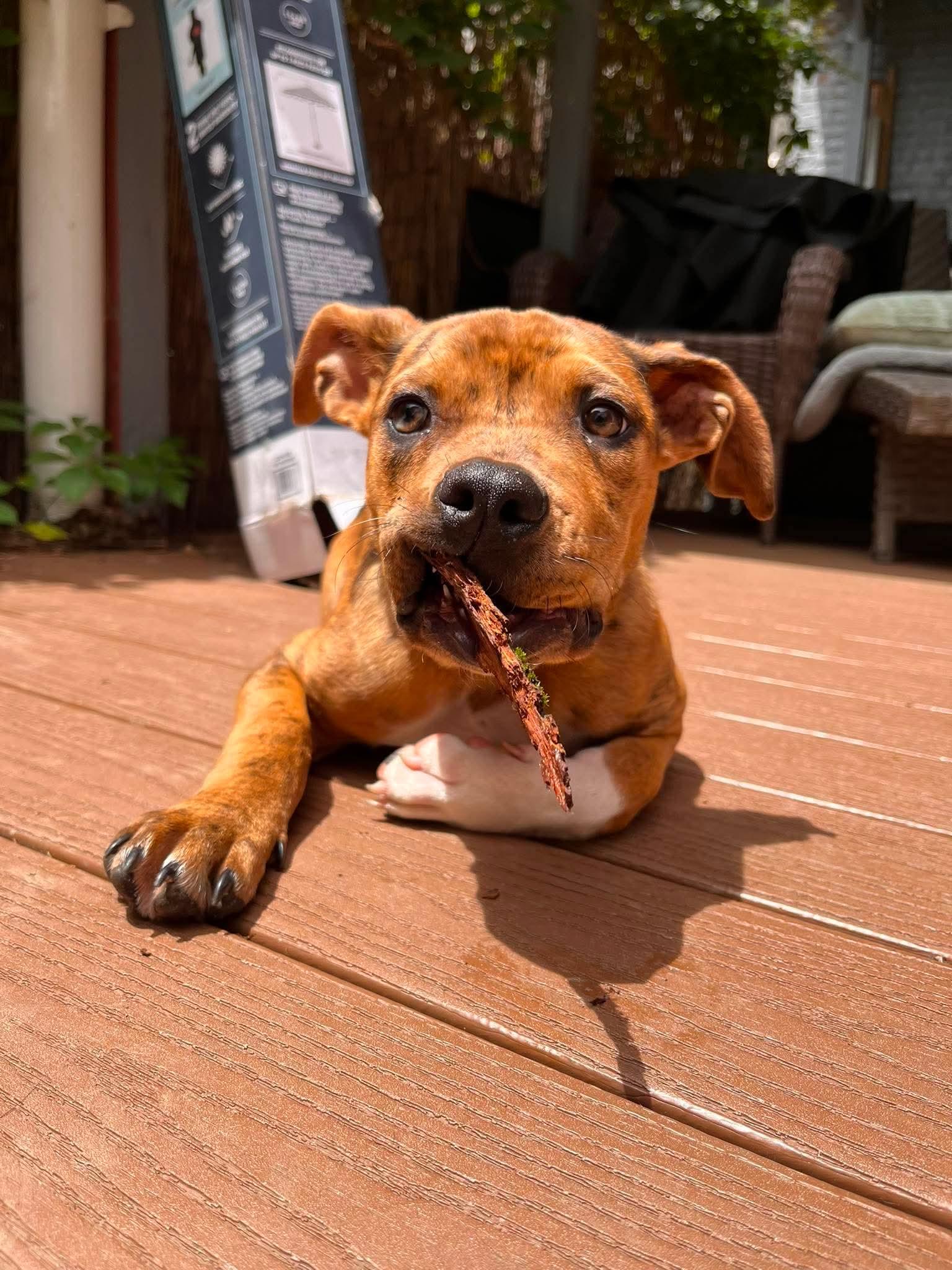 Ritz, a ADOPTABLE mixed breed in Elizabethtown, PA image 3/5