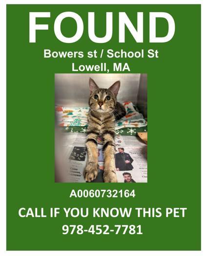 Bower, Adoptable, Adult Male Domestic Short Hair & Domestic Short Hair.