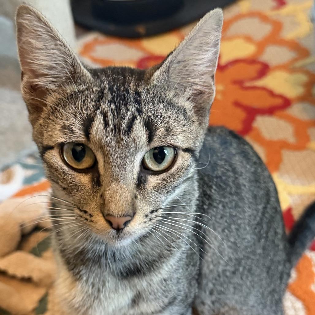 Biscuit, Adoptable, Young Female Domestic Short Hair.
