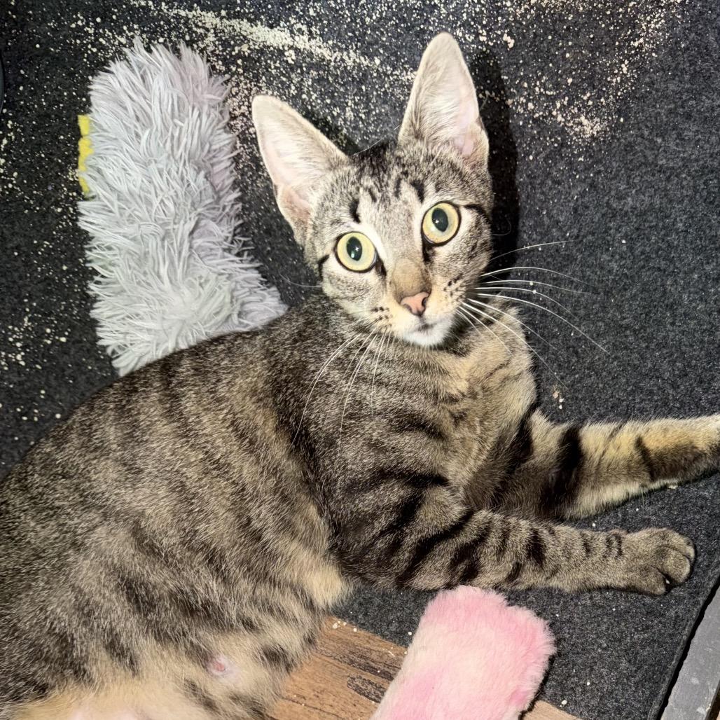 Enlarge Biscuit, a Adoptable Domestic Short Hair in Denison, TX image 2/2