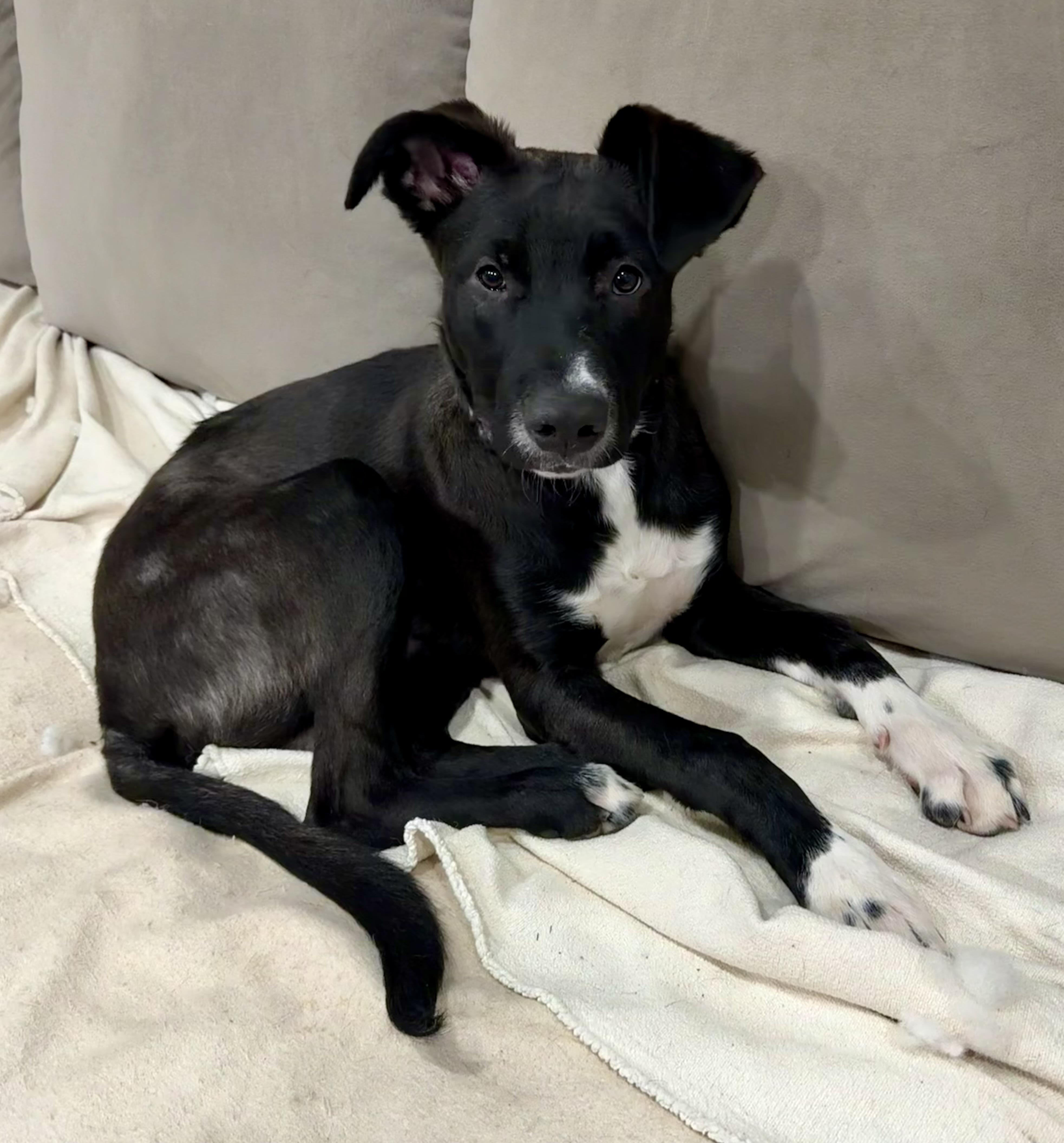 Enlarge Hulk, an adoptable mixed breed in stockton, CA image 3/4