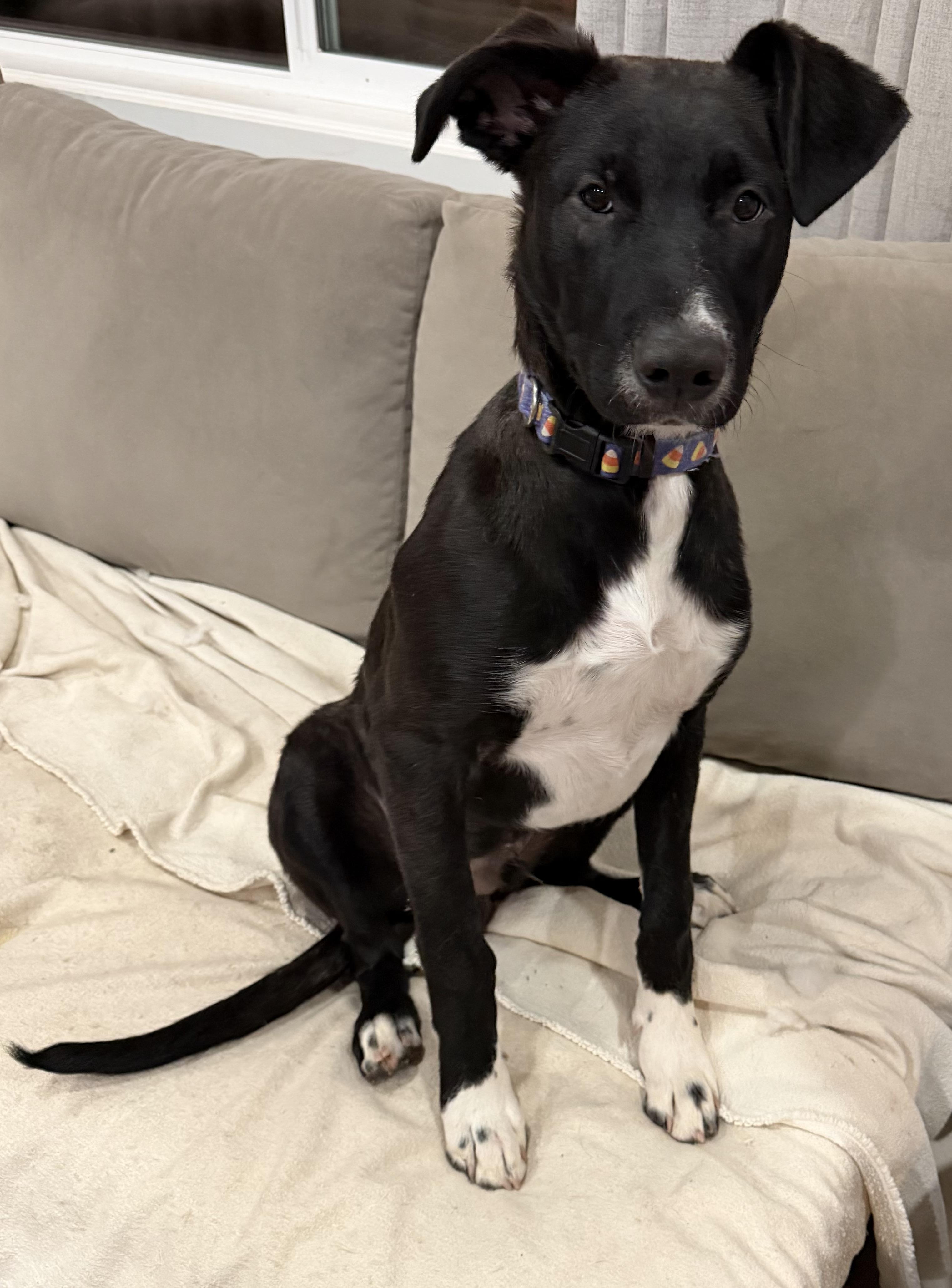 Enlarge Hulk, an adoptable mixed breed in stockton, CA image 4/4