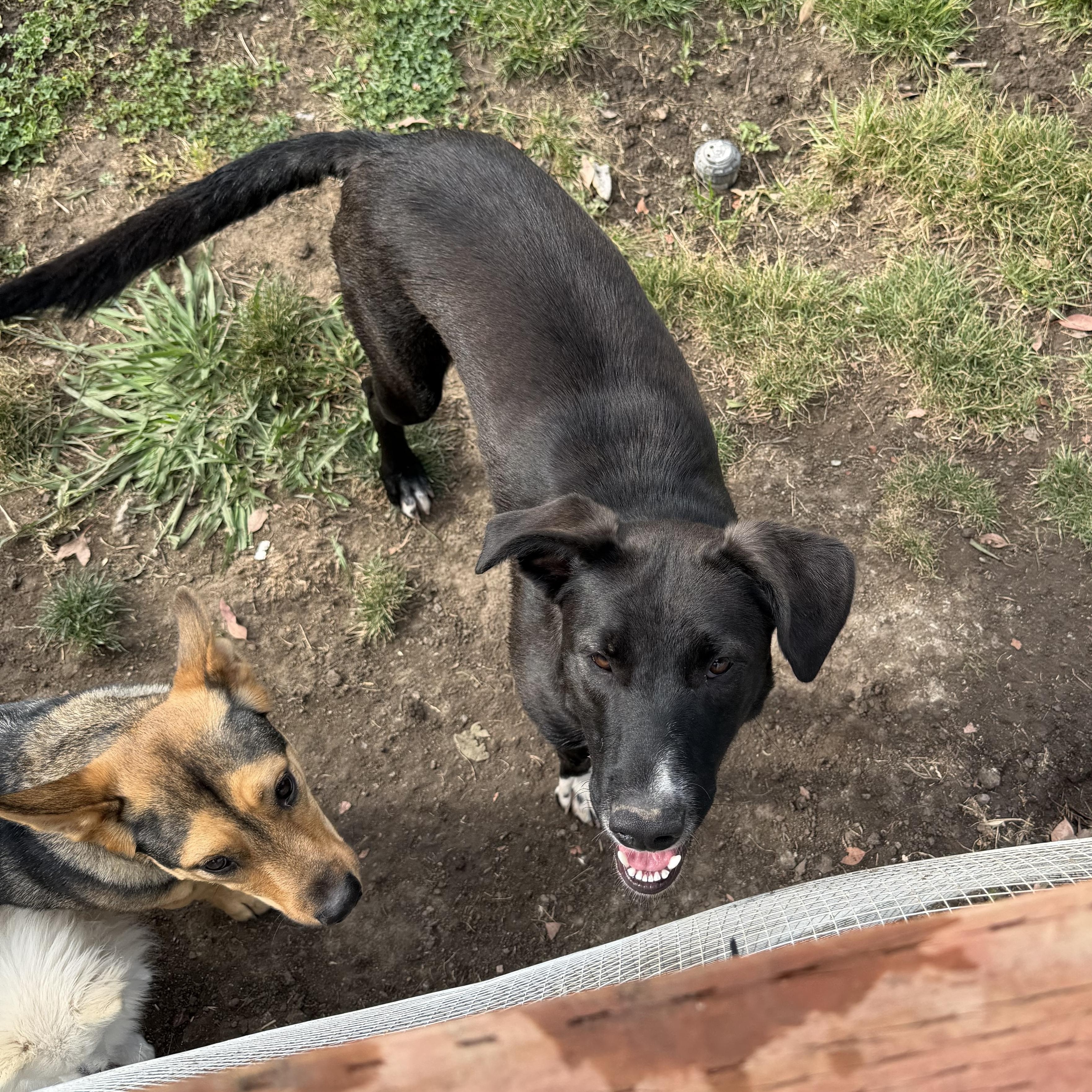 Hulk, an adoptable mixed breed in Dublin, CA image 2/4