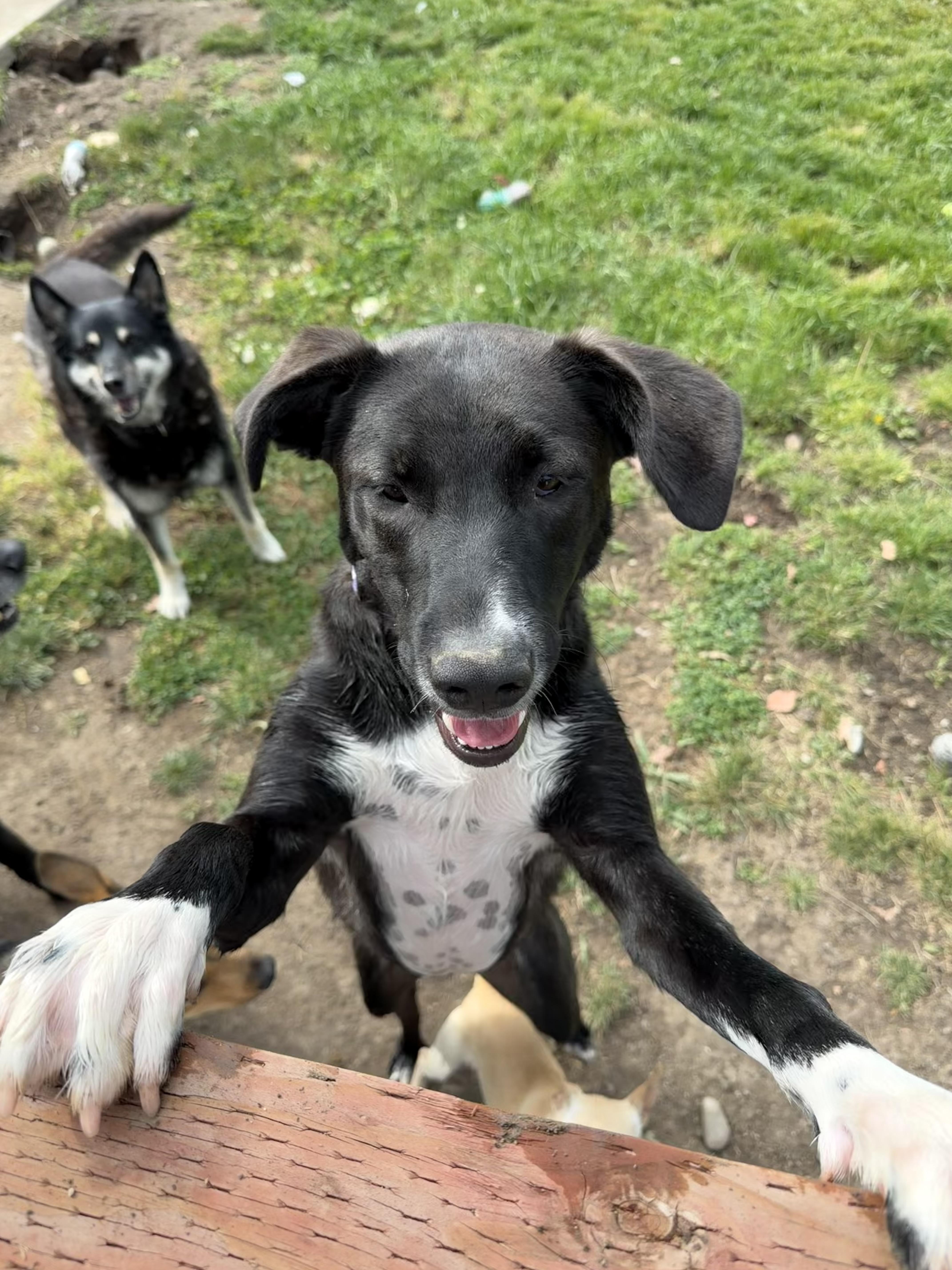 Hulk, adoptable, Young Male German Shepherd Dog & Pit Bull Terrier.