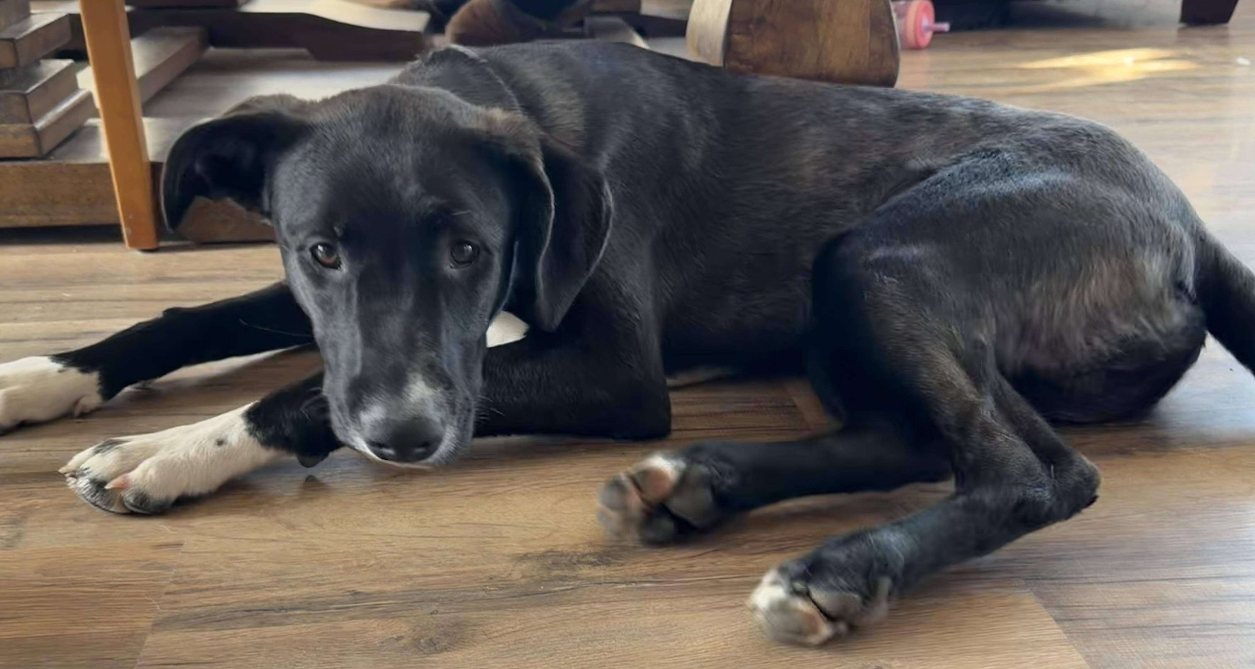 Enlarge Hulk, an adoptable mixed breed in stockton, CA image 1/4