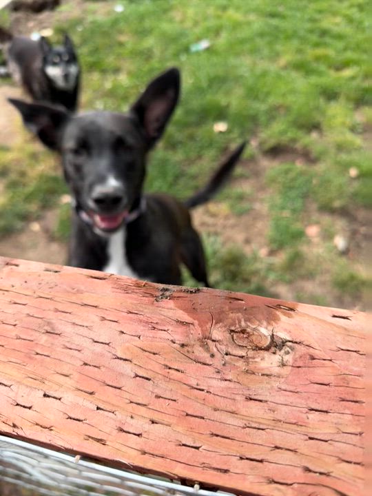 Enlarge Hulk, an adoptable mixed breed in Dublin, CA video 4/4