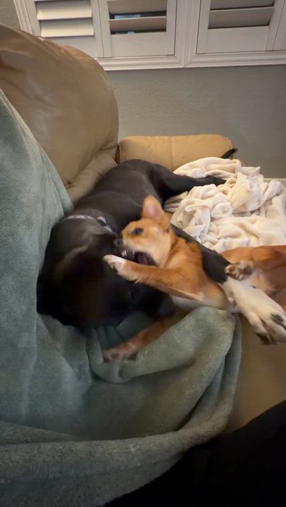 Enlarge Hulk, an adoptable mixed breed in stockton, CA video 2/4