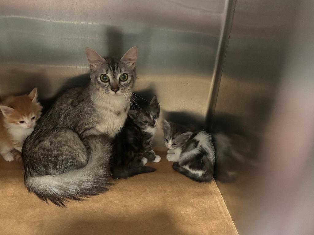 Sleepy, Adoptable, Kitten Male Domestic Medium Hair.