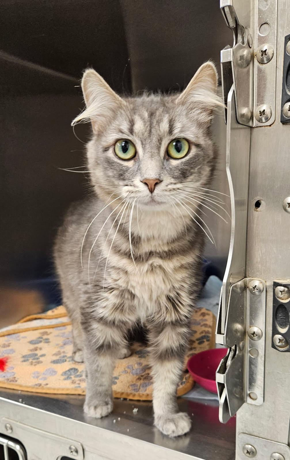 Enlarge Libby, a ADOPTABLE Domestic Medium Hair in Mansfield, OH image 2/2