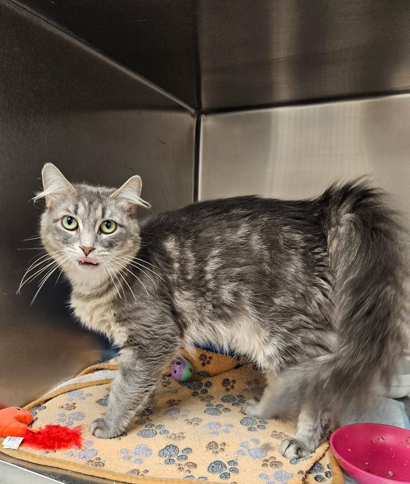 Enlarge Libby, a ADOPTABLE Domestic Medium Hair in Mansfield, OH image 1/2