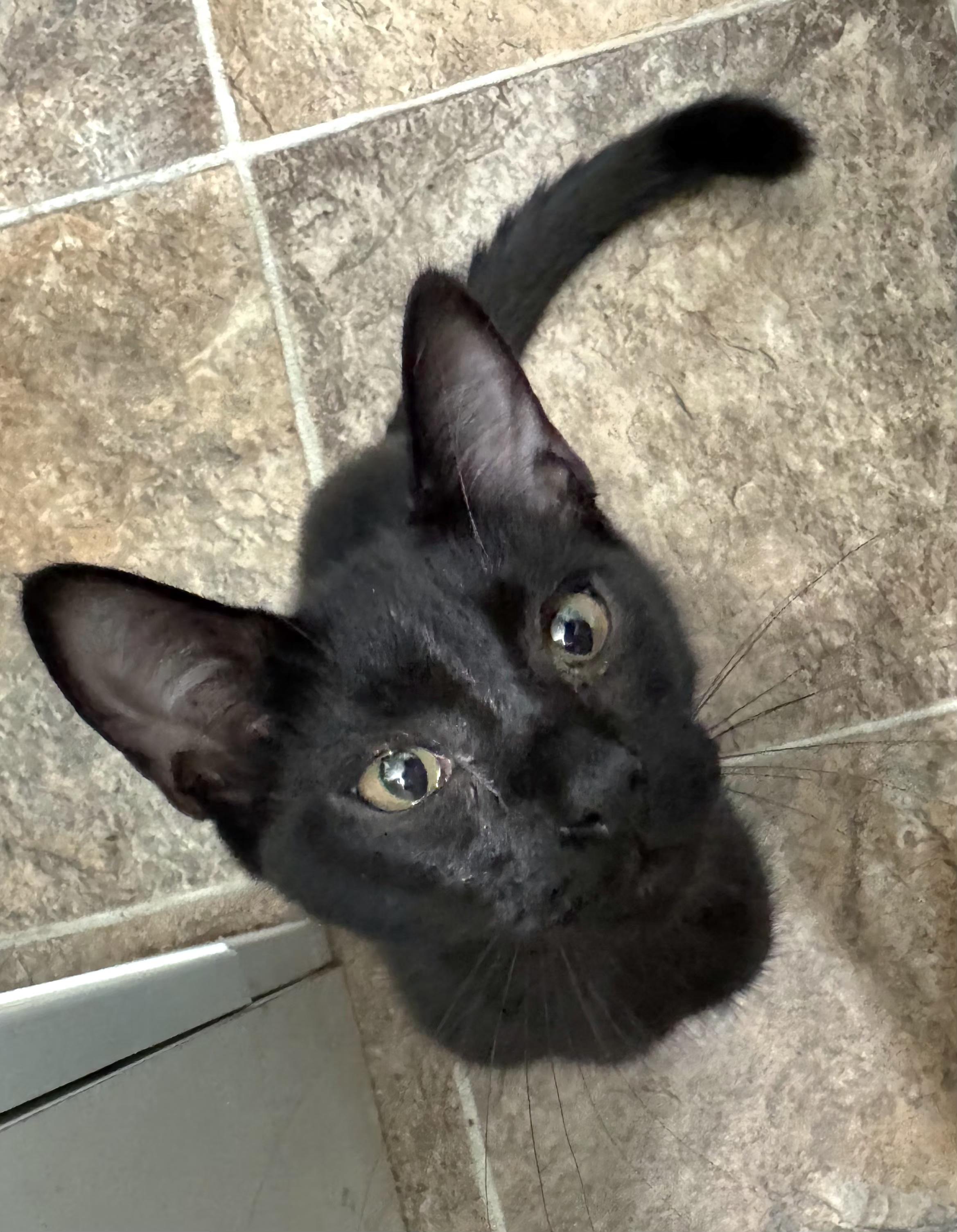 Enlarge Wicked, a Adoptable Domestic Short Hair in Springfield, OR image 1/3