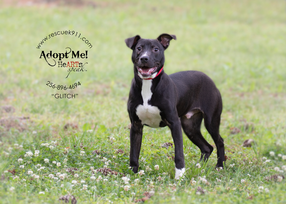 Glitch, a Adoptable Terrier in Camp Hill, AL image 1/5