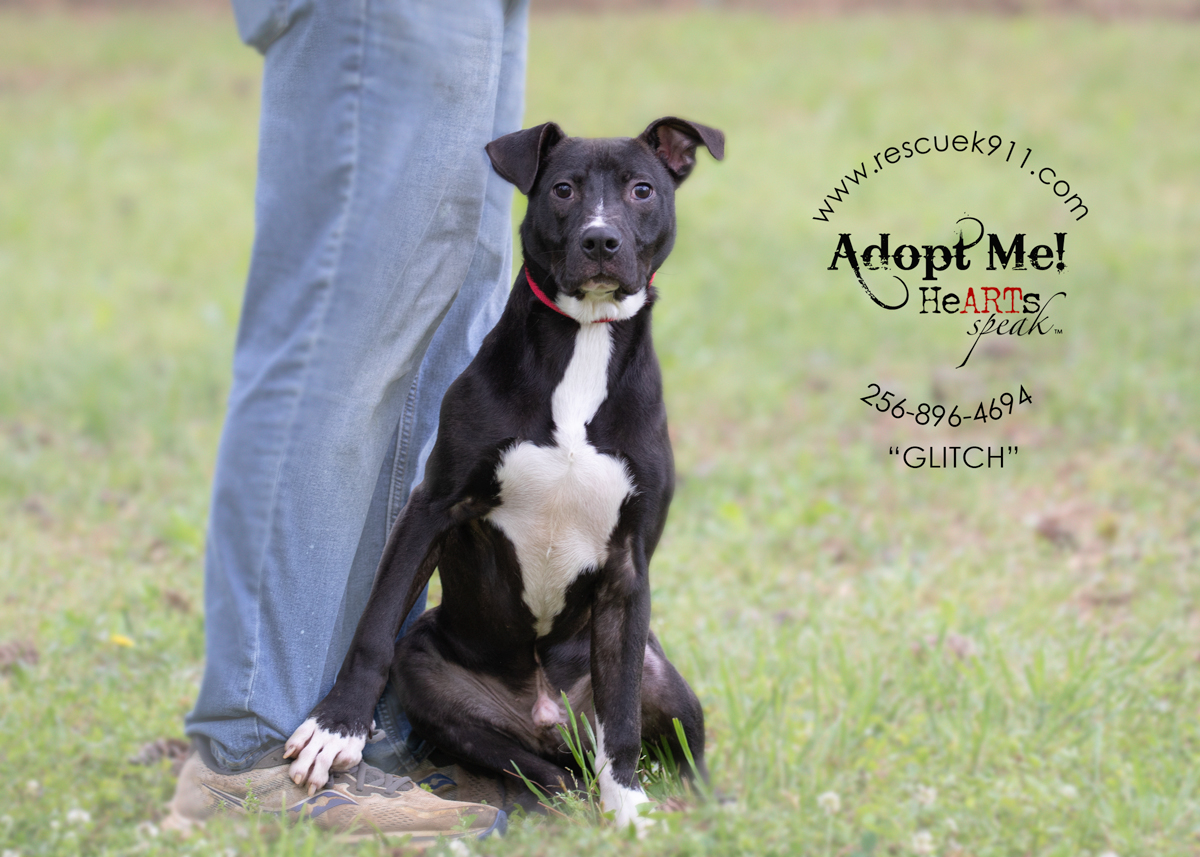 Glitch, a Adoptable Terrier in Camp Hill, AL image 2/5