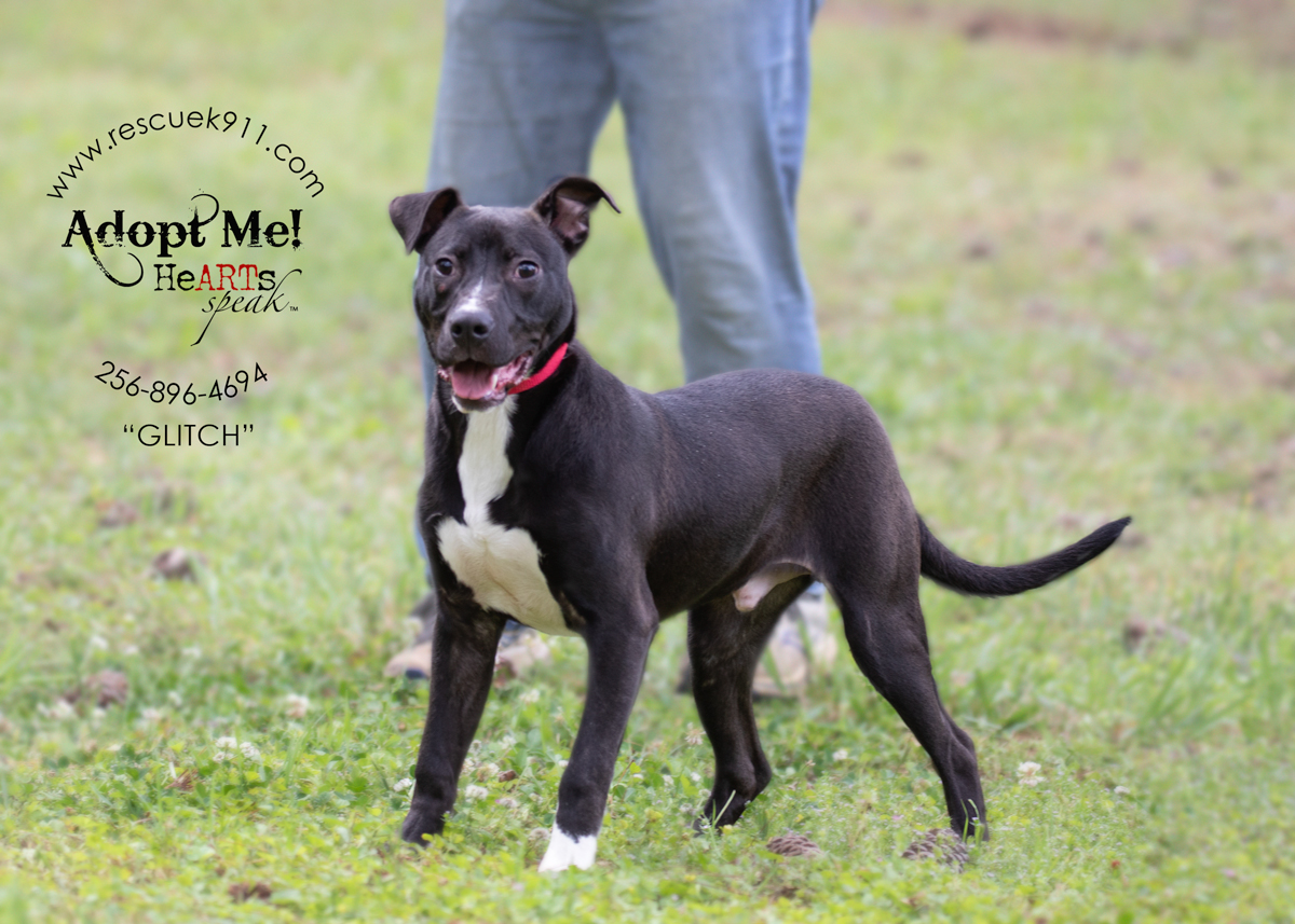 Glitch, a Adoptable Terrier in Camp Hill, AL image 3/5