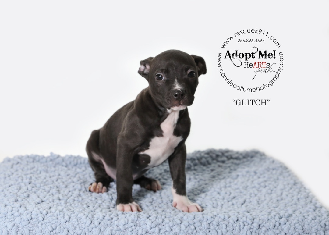 Glitch, a Adoptable Terrier in Camp Hill, AL image 5/5