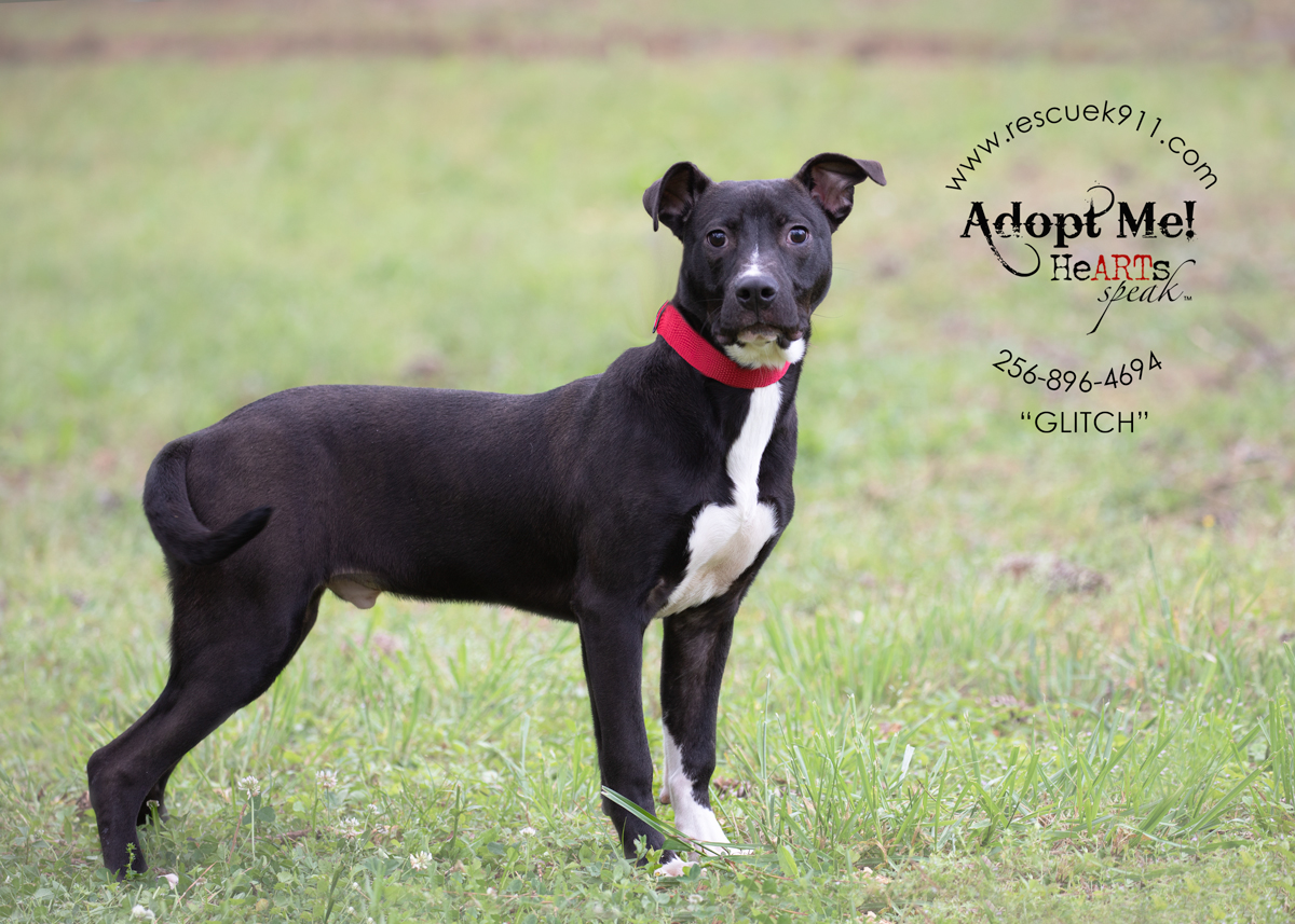 Glitch, a Adoptable Terrier in Camp Hill, AL image 4/5