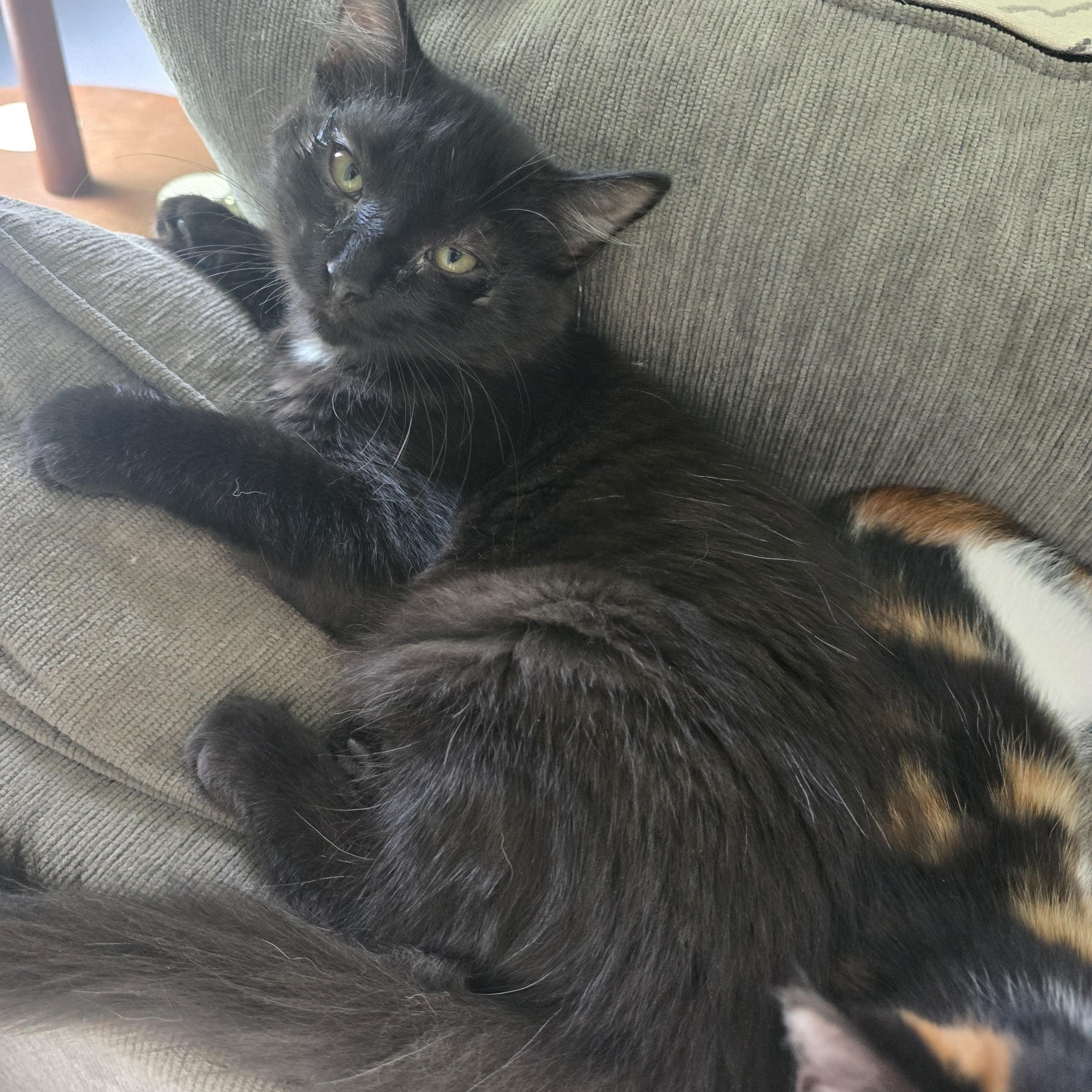 Enlarge Bolt, a ADOPTABLE Domestic Long Hair in Myrtle Beach, SC image 1/1