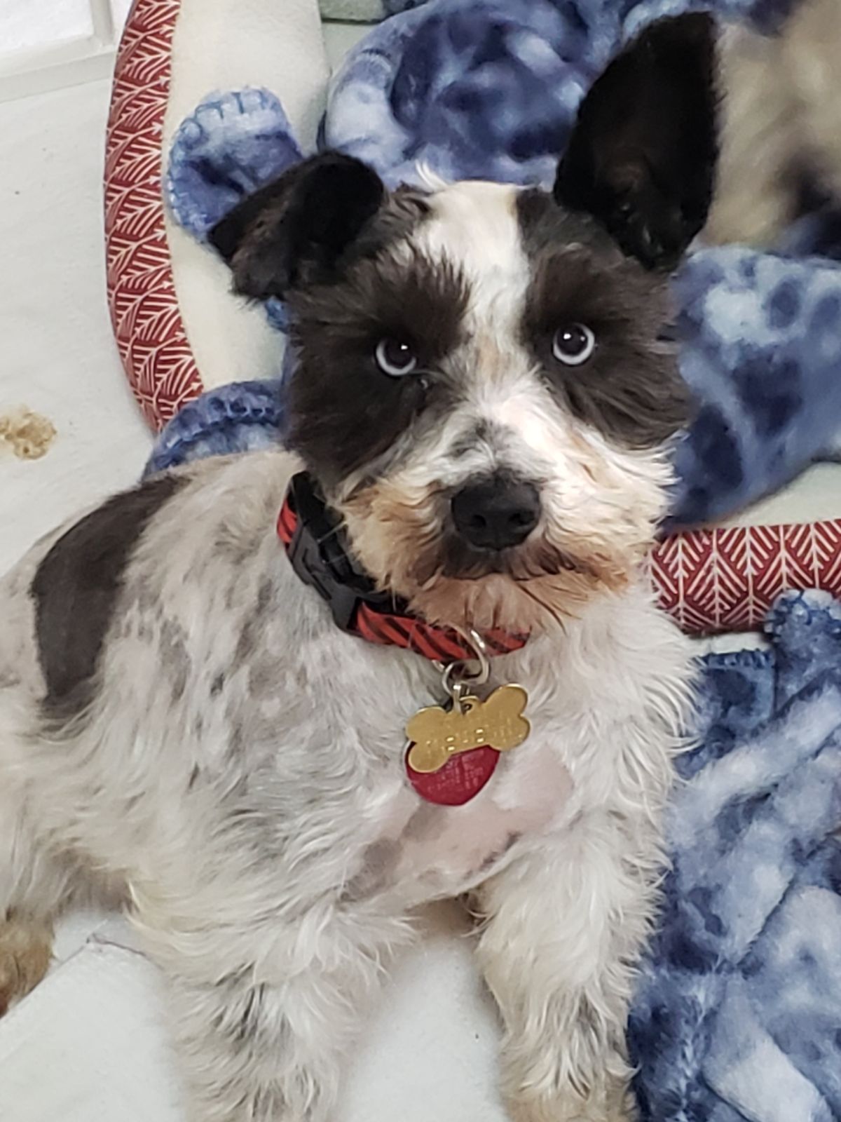 Mini Schnauzer Rescue Texas 24 - d8hxljv