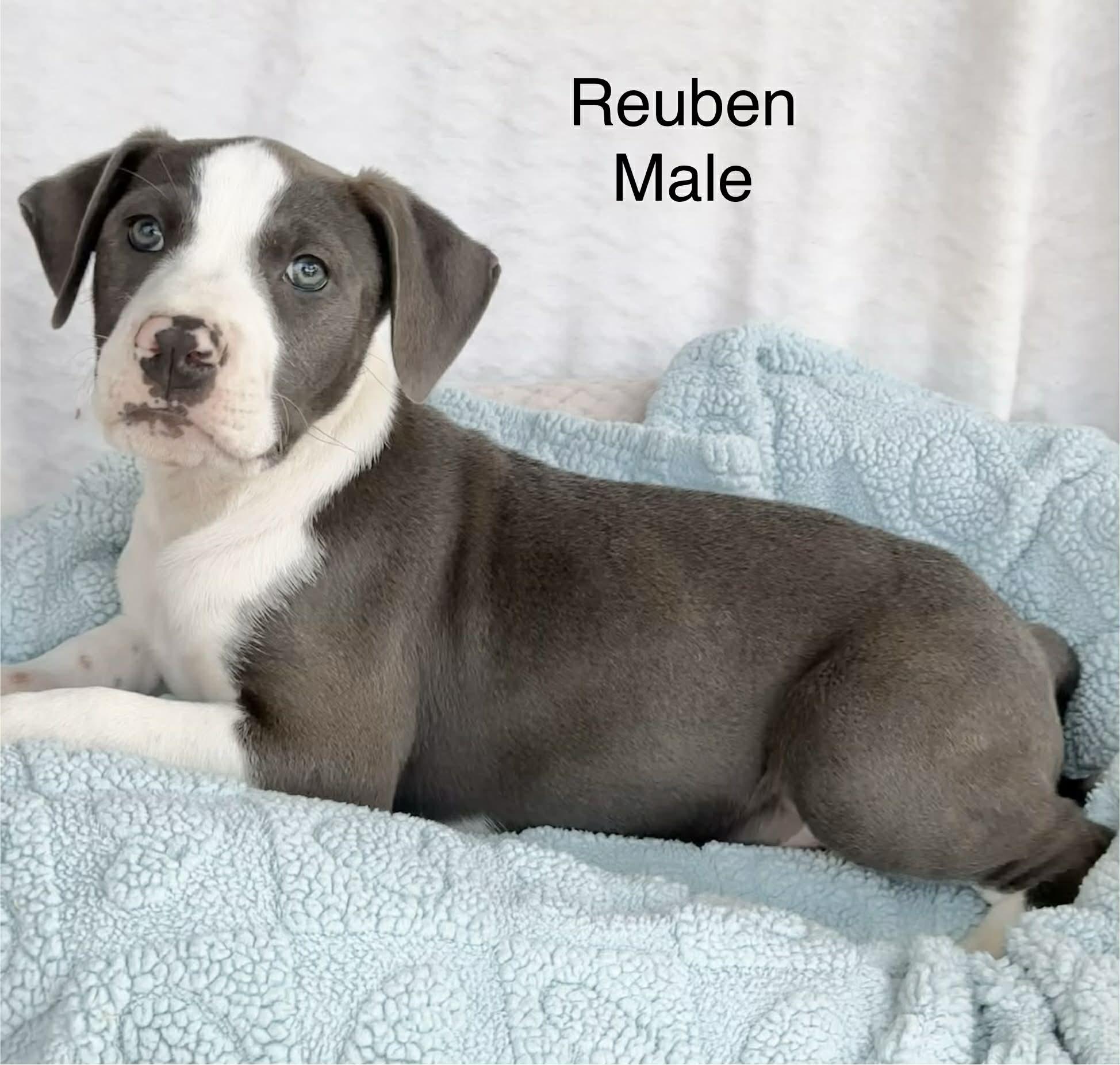 Rueben the Bully mix puppy, Adoptable, Puppy Male American Staffordshire Terrier & Terrier.