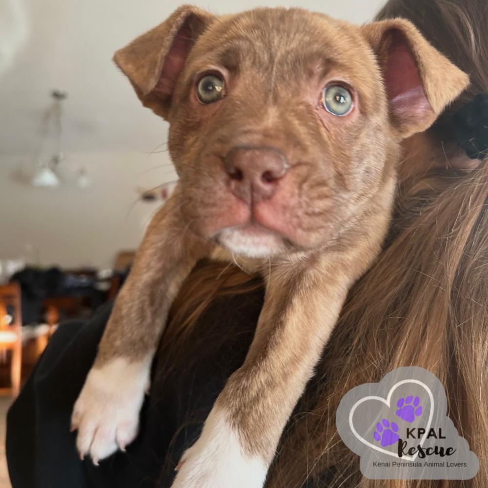 Nugget, Adopted, Puppy Female Mixed Breed & Mixed Breed.