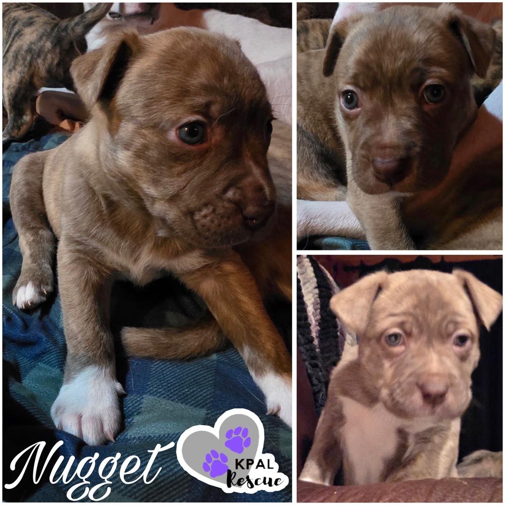Enlarge Nugget, a Adopted mixed breed in Kenai, AK image 2/3