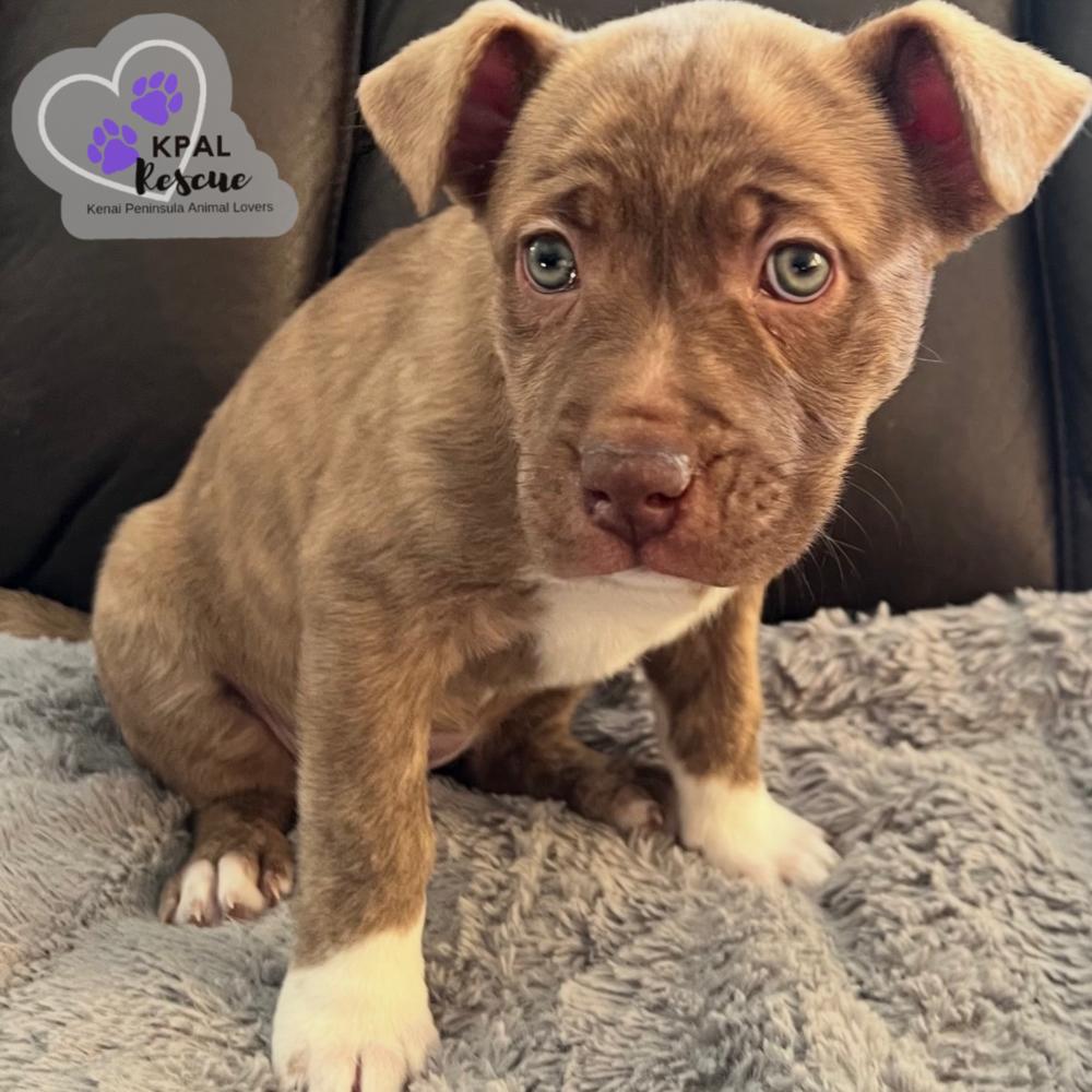 Enlarge Nugget, a Adopted mixed breed in Kenai, AK image 3/3