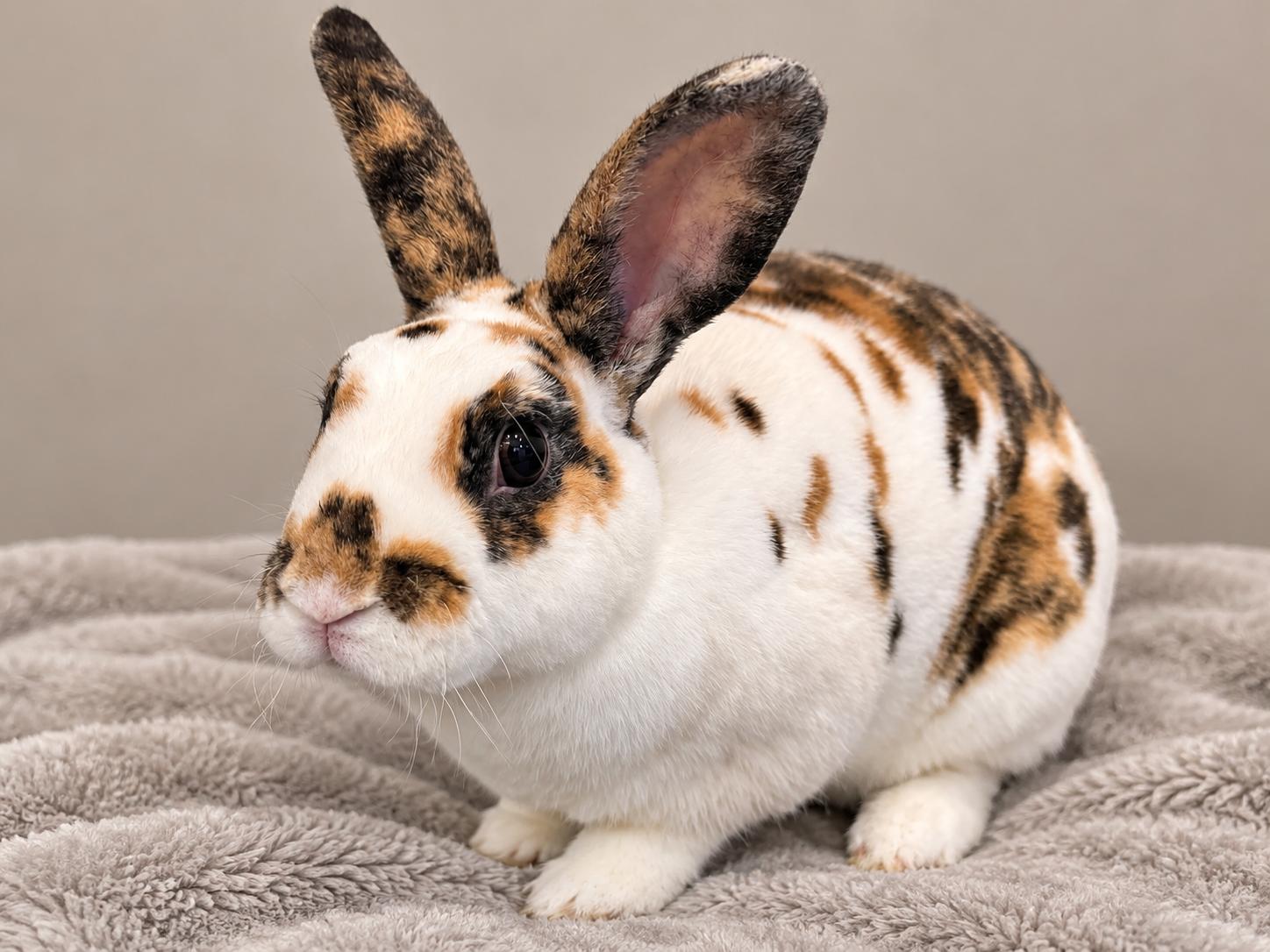 Avi (& Auri), Adoptable, Young Male Mini Rex.