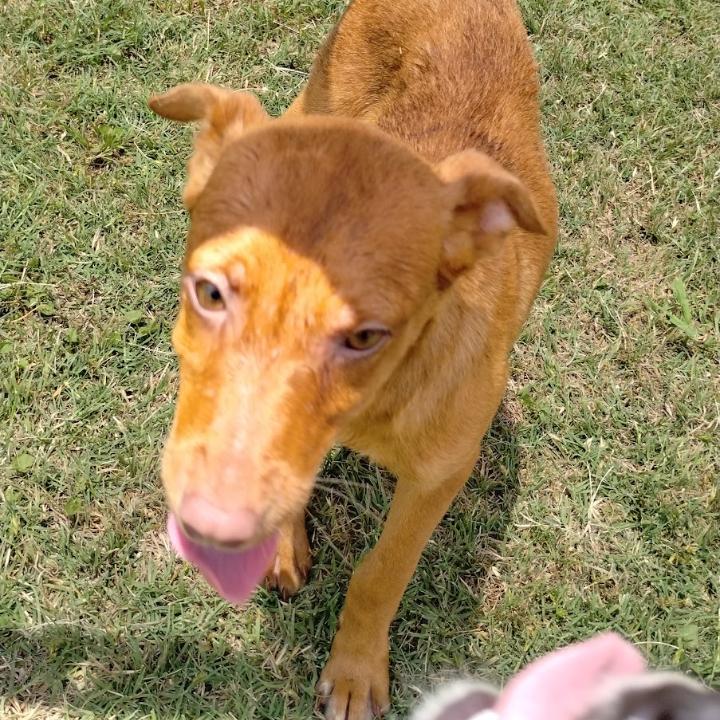 Enlarge Demi (Jelly) P46209, a Adoptable mixed breed in Corsicana, TX image 1/1