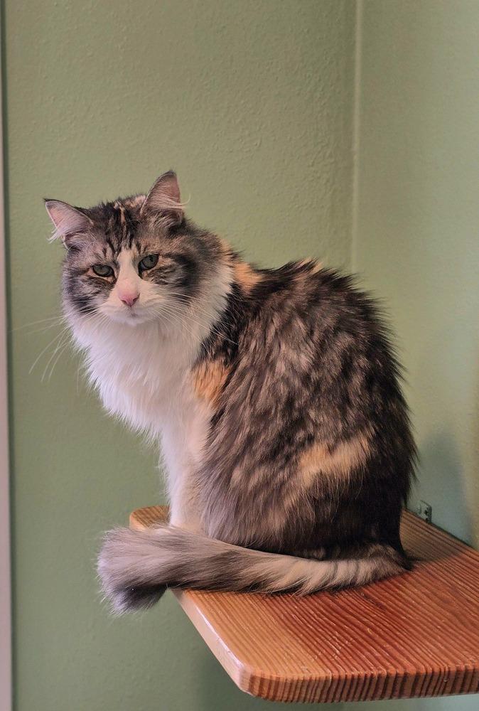 Nicky, Adoptable, Senior Female Domestic Medium Hair.