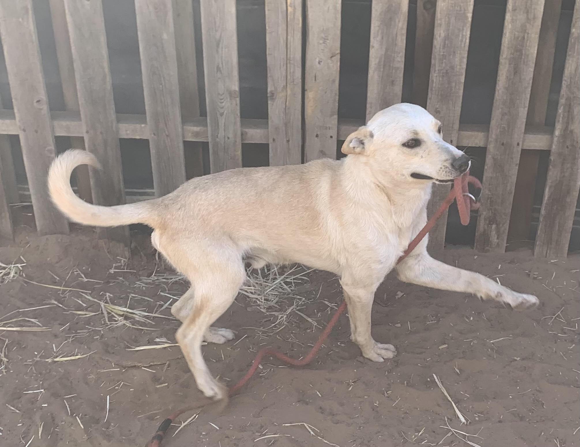 Flea, Young Male Australian Shepherd