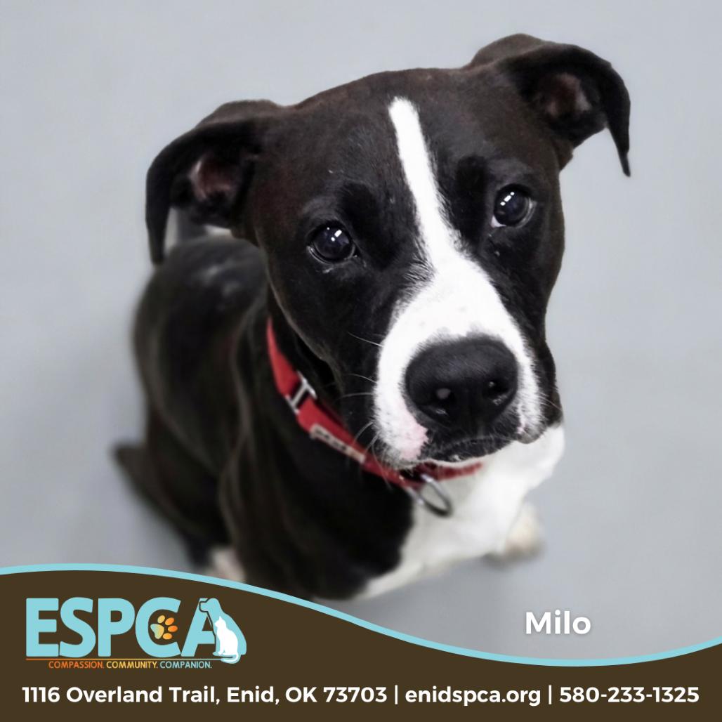 Milo, Adoptable, Adult Male Basenji & Boxer.