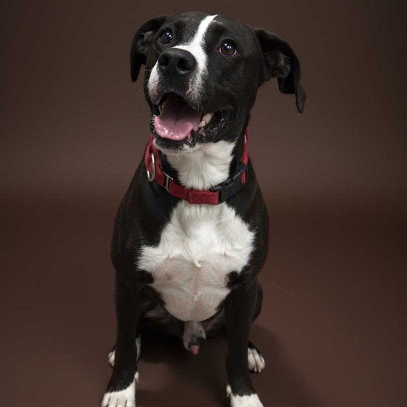 Enlarge Milo, a Adoptable mixed breed in Enid, OK image 1/5