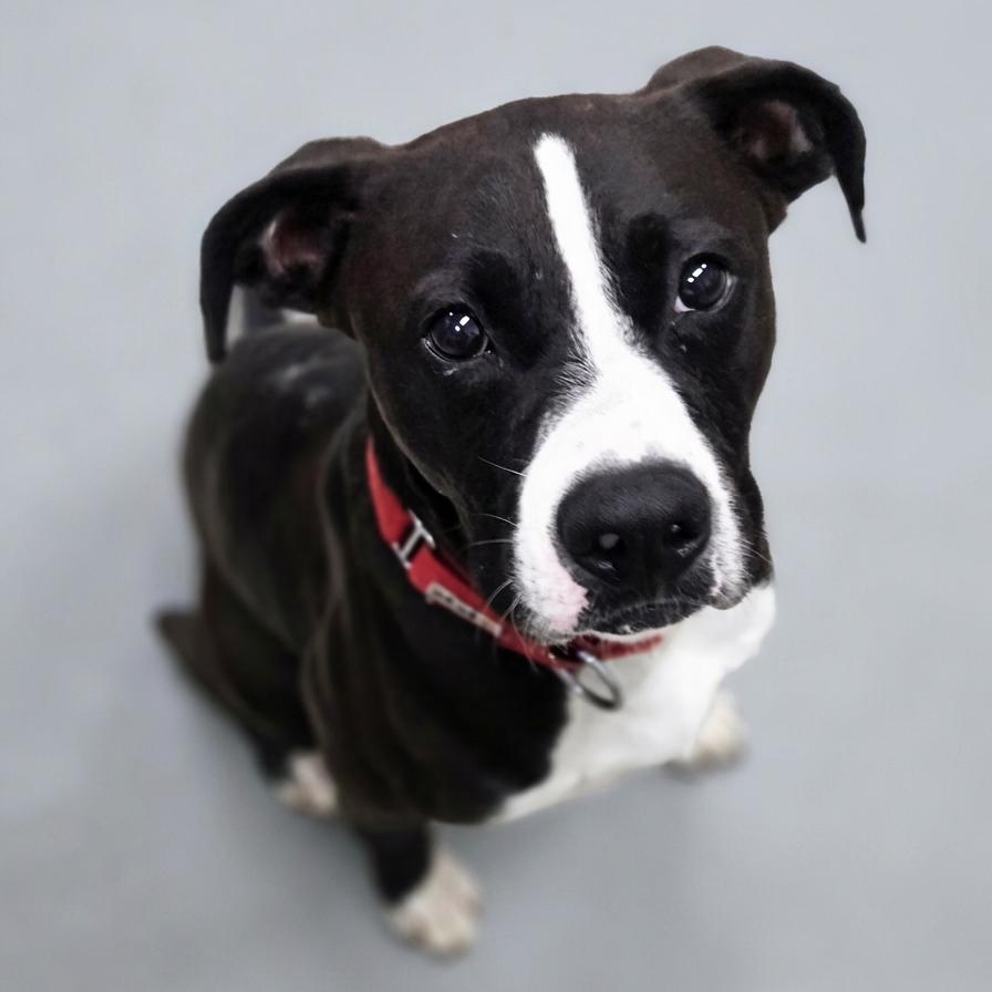 Enlarge Milo, a Adoptable mixed breed in Enid, OK image 2/5