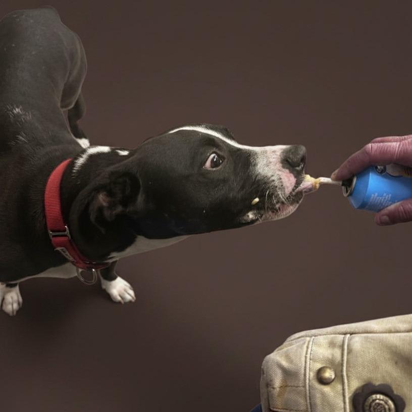Enlarge Milo, a Adoptable mixed breed in Enid, OK image 3/5