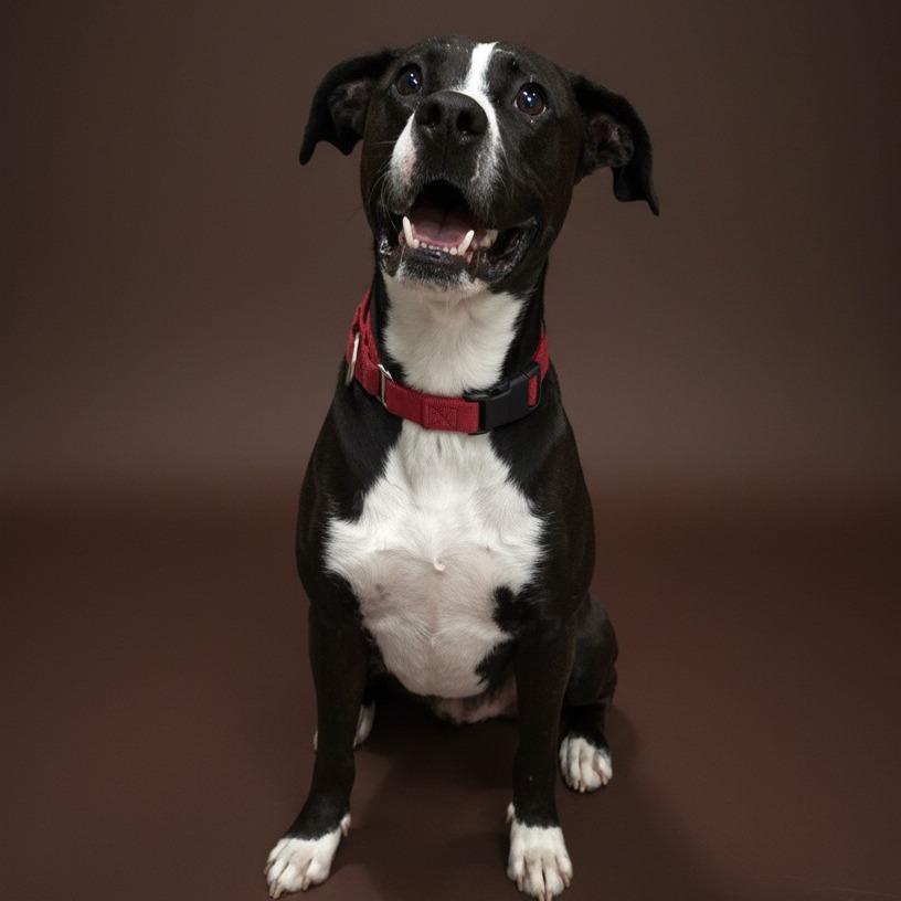 Enlarge Milo, a Adoptable mixed breed in Enid, OK image 4/5