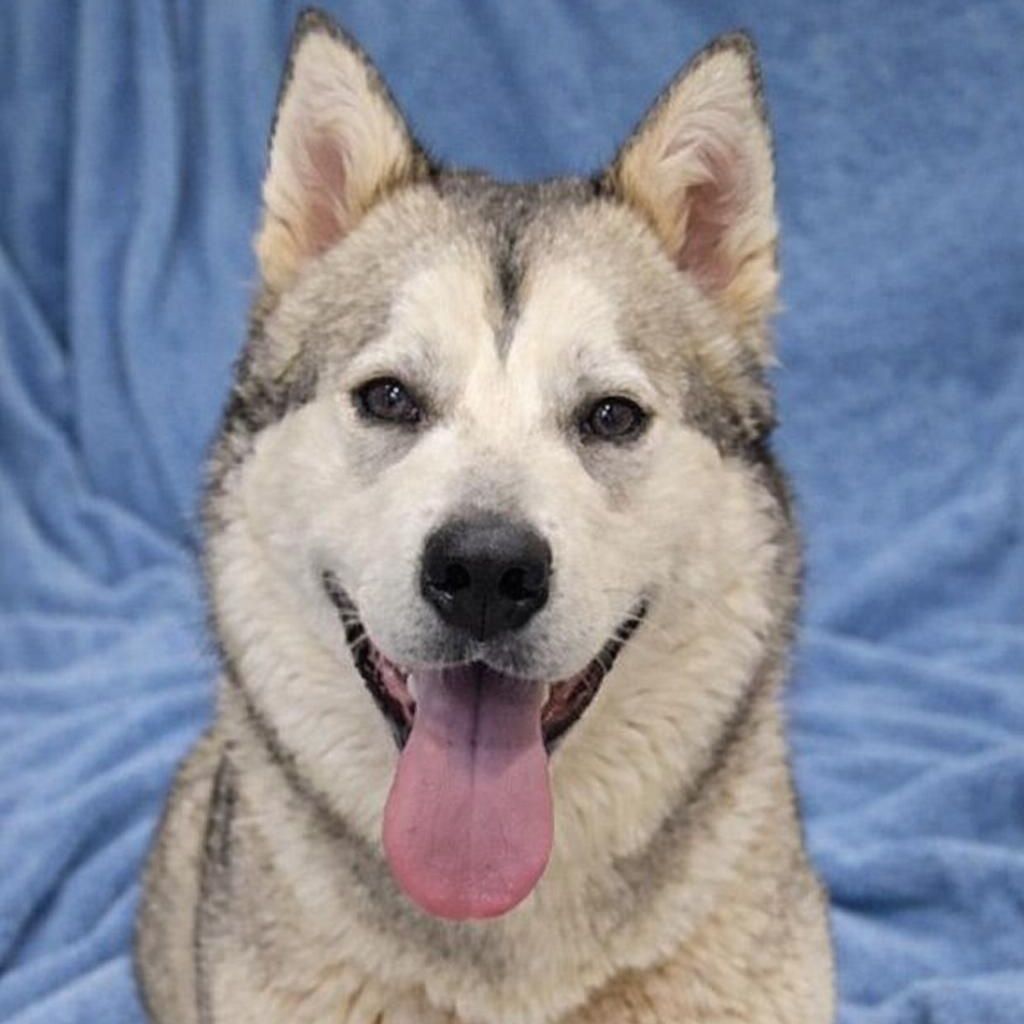 Enlarge Skyna [skee-na], an adopted mixed breed in Stafford, VA image 1/1