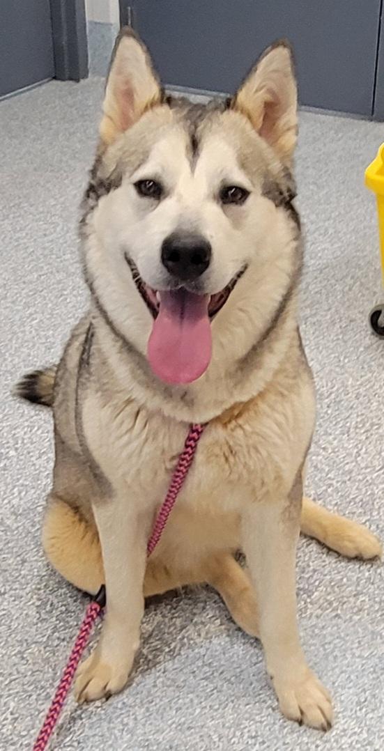 Enlarge Skyna [skee-na], a ADOPTABLE mixed breed in Stafford, VA image 1/1