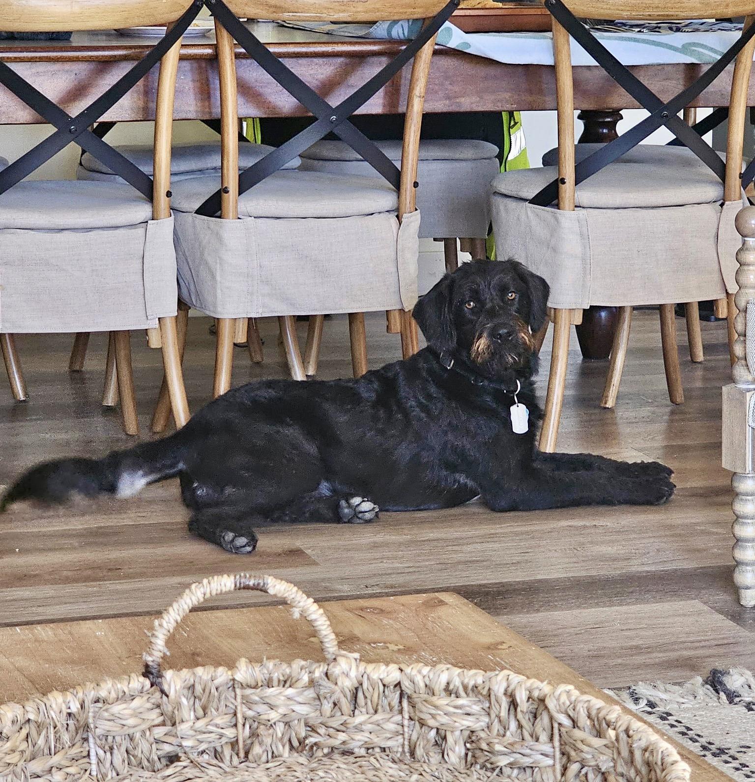 Jeni, Adoptable, Young Female Black Labrador Retriever & Poodle.